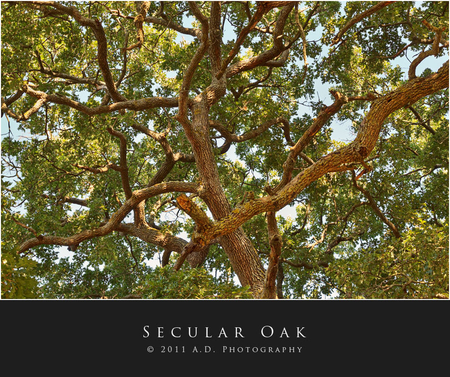 Secular Oak