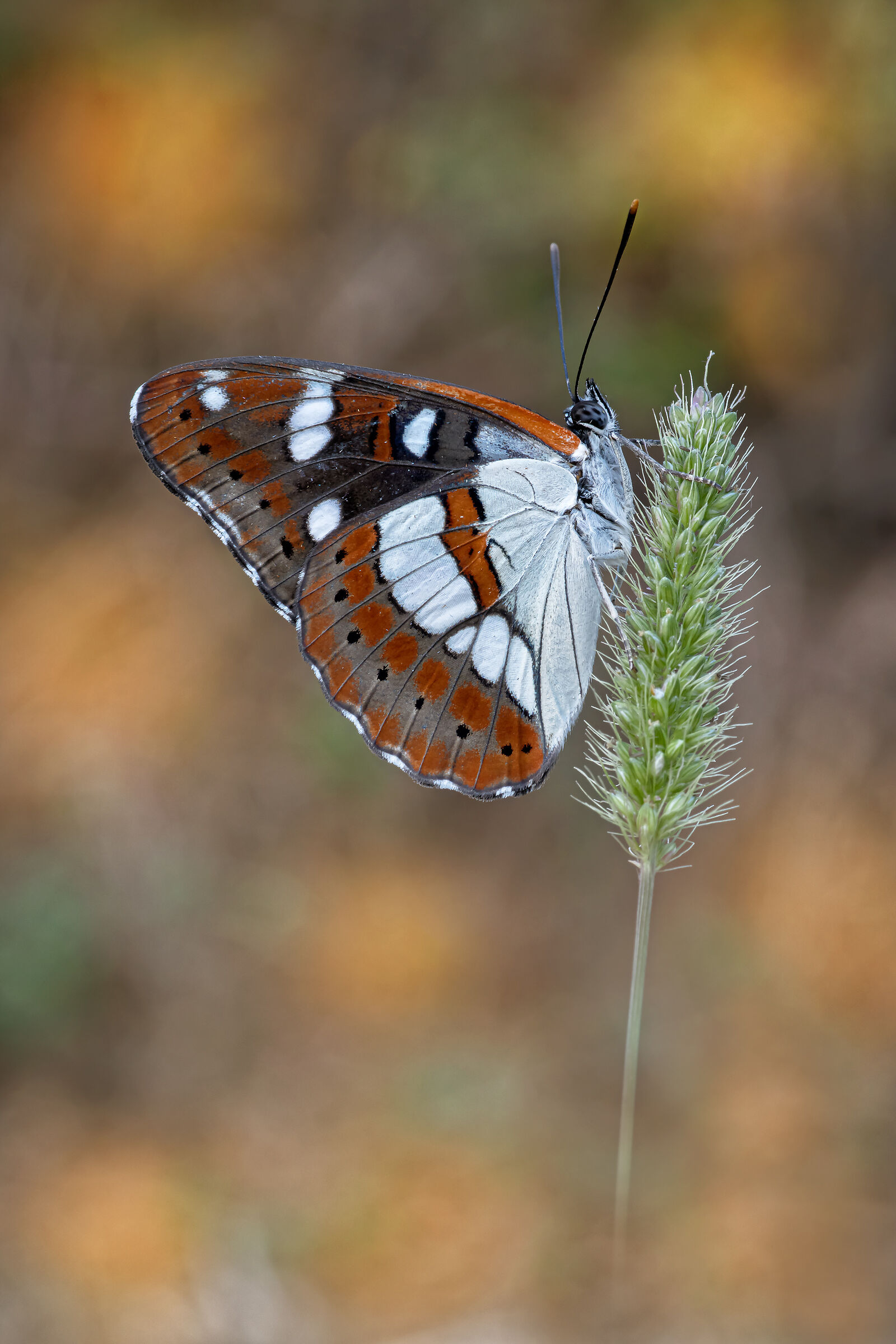 Limenitis reducta (Staudinger, 1901)