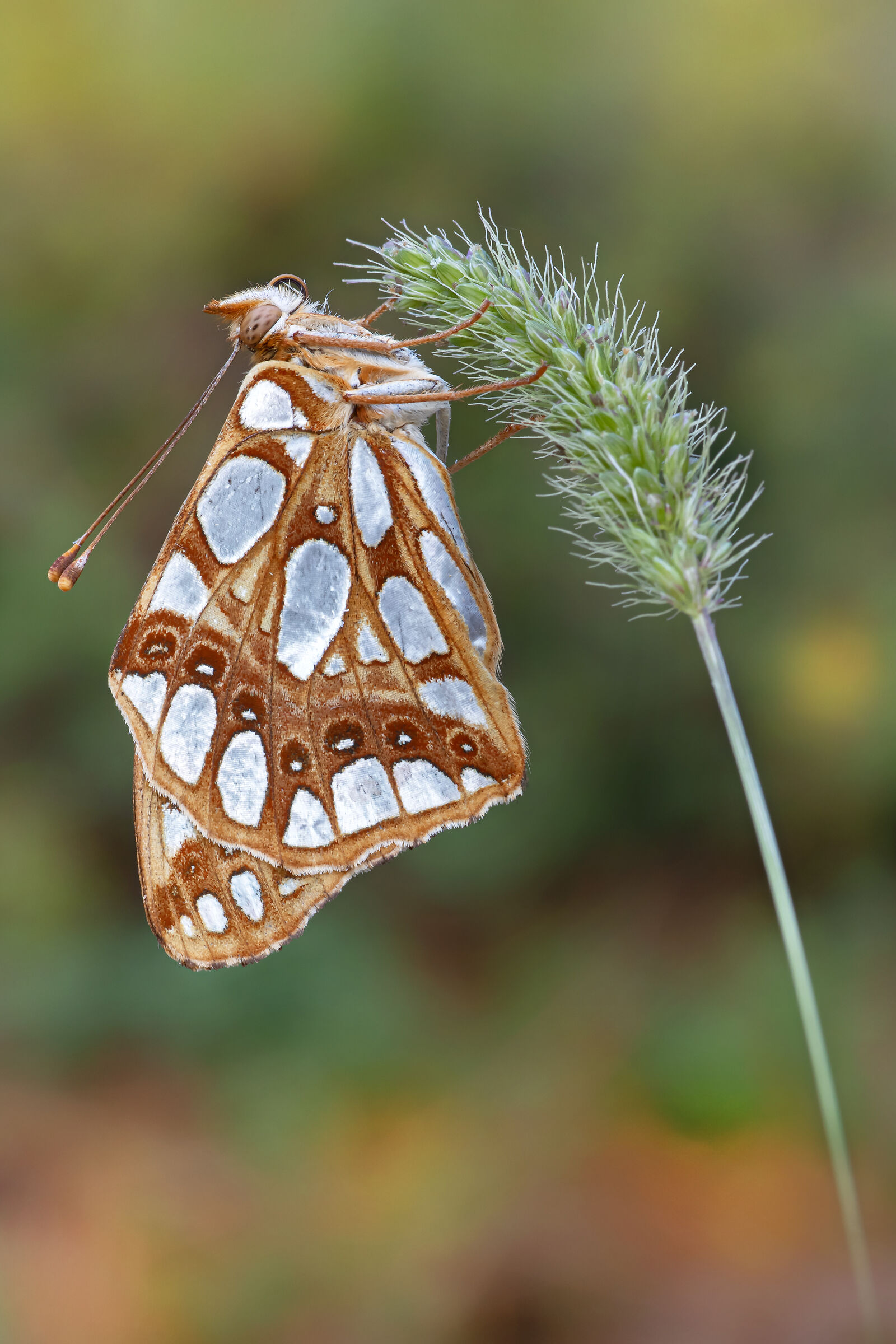 Issoria lathonia (Linnaeus, 1758)