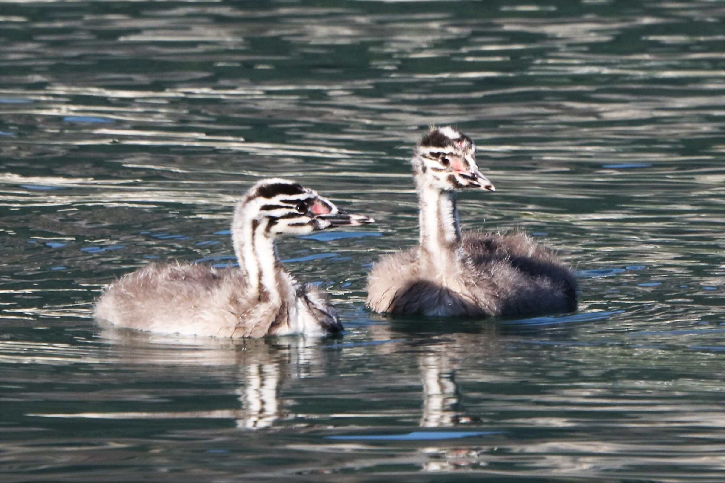 Grebes
