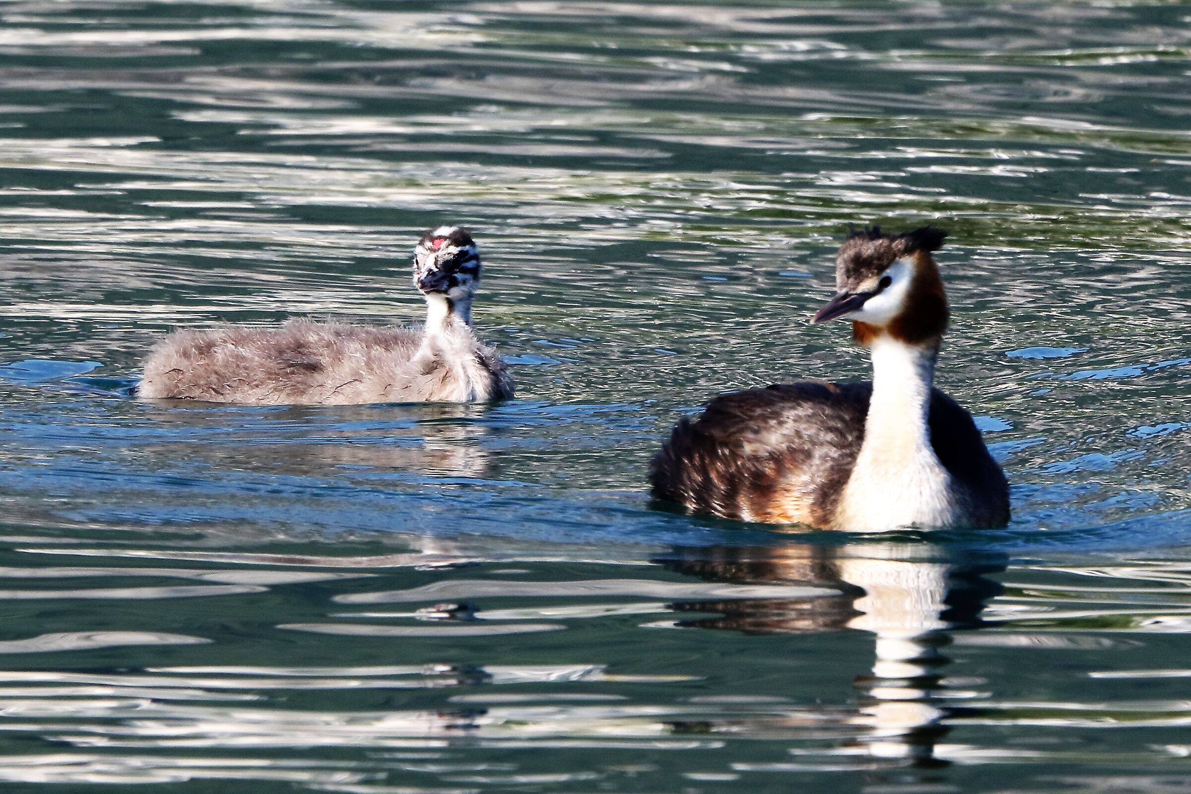 Grebes