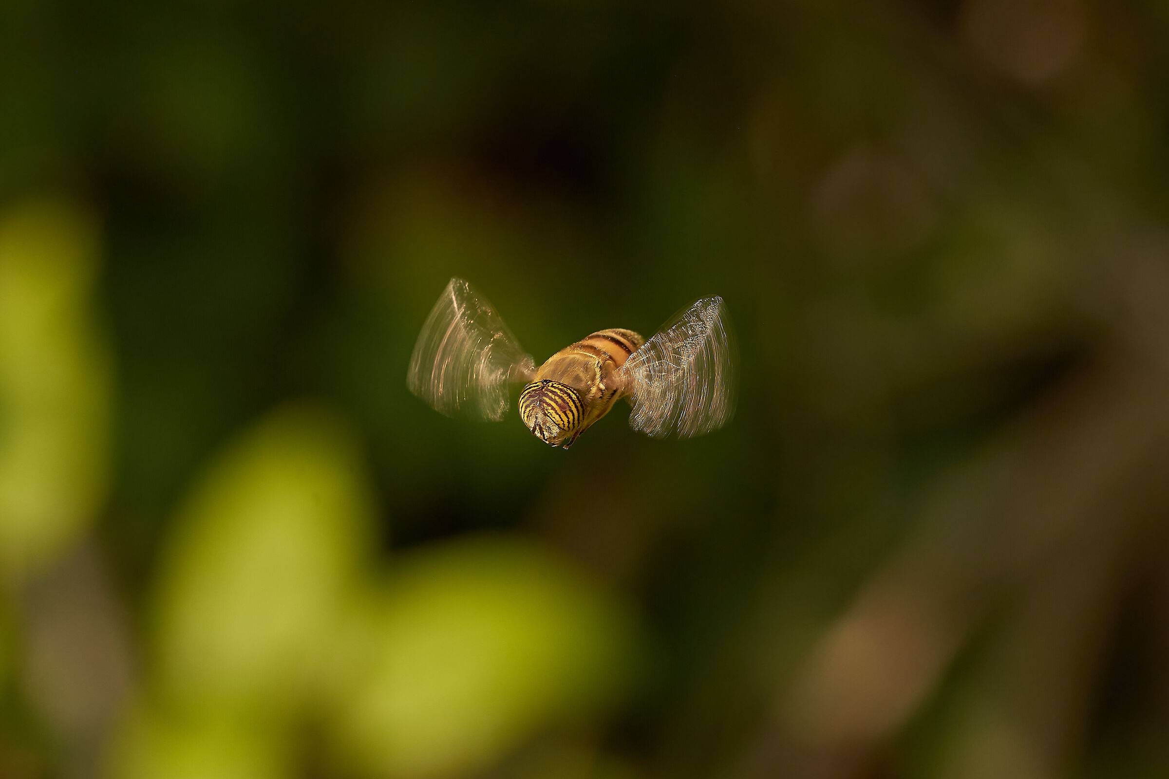 "bzzzzzzz" (Dipterus)