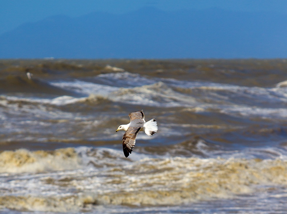 Mareggiata darsena Viareggio