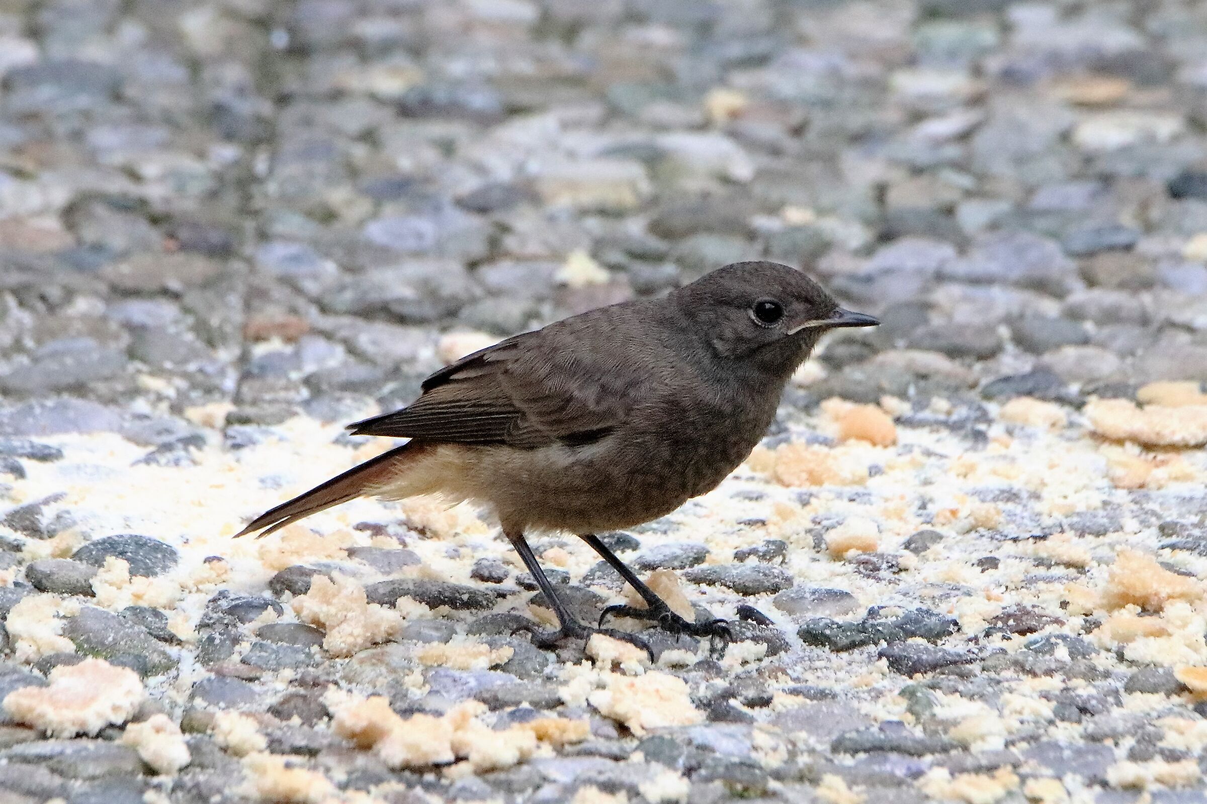Redstart