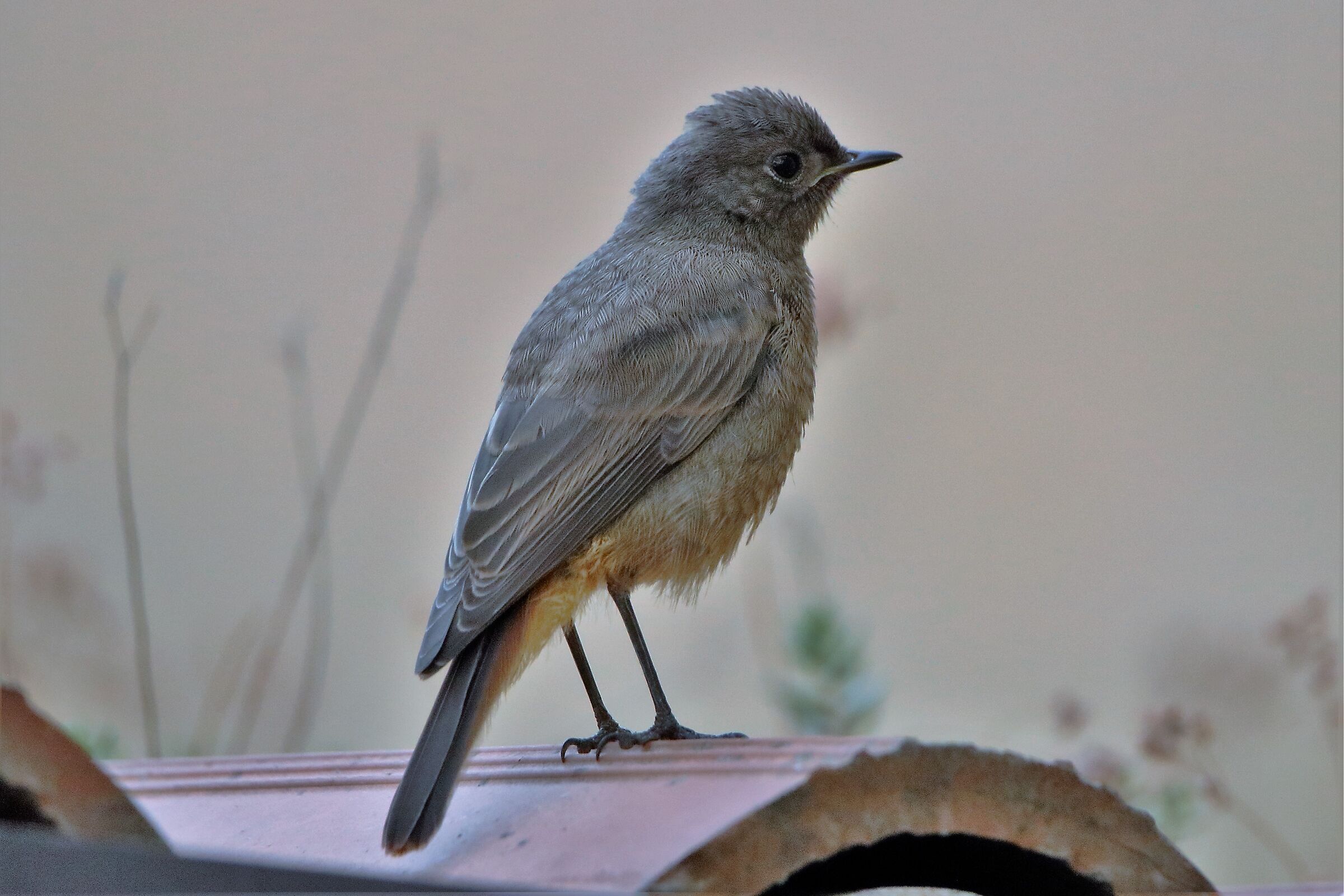 Redstart