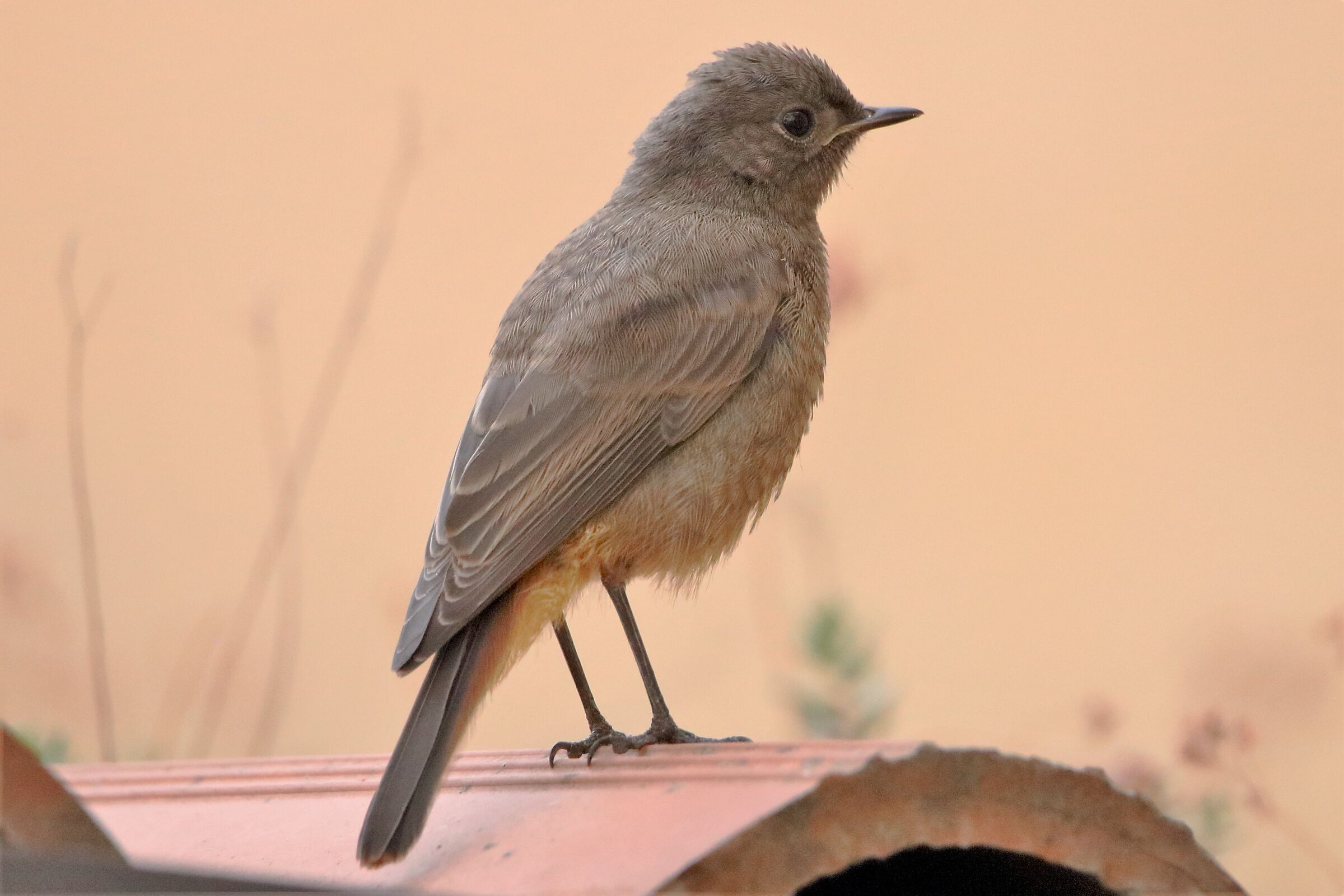Redstart