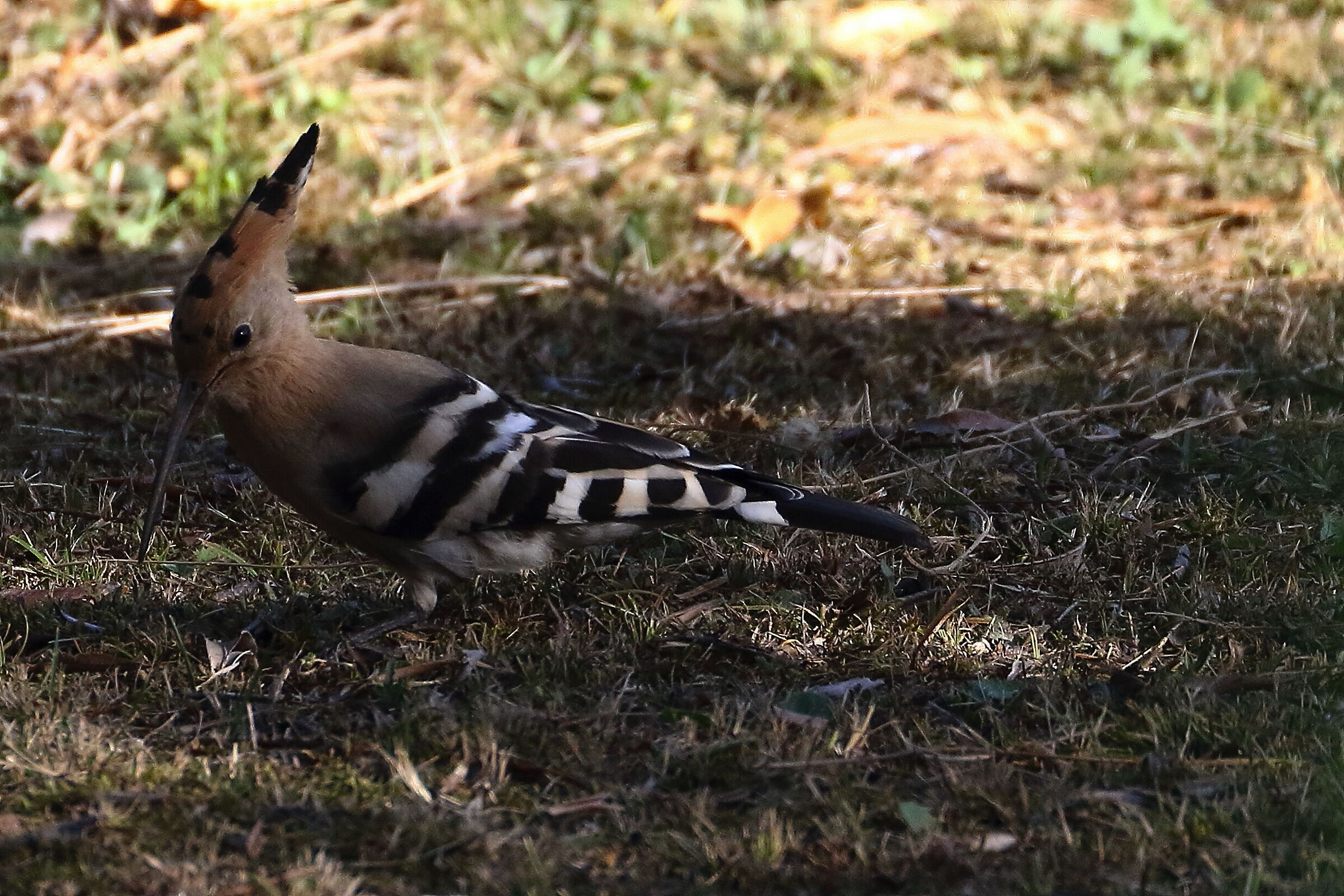 Hoopoe