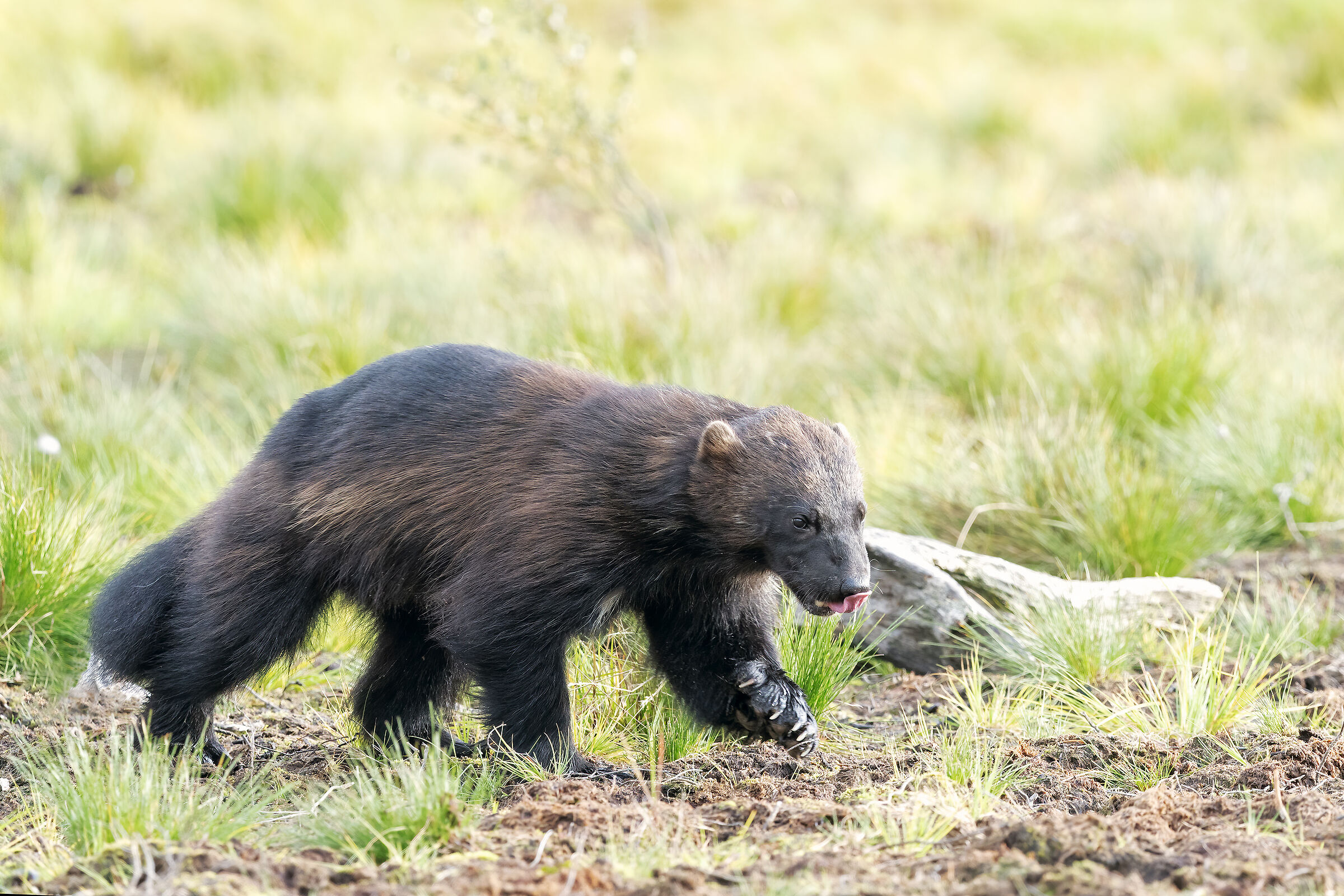 L'aquolina del Ghiottone