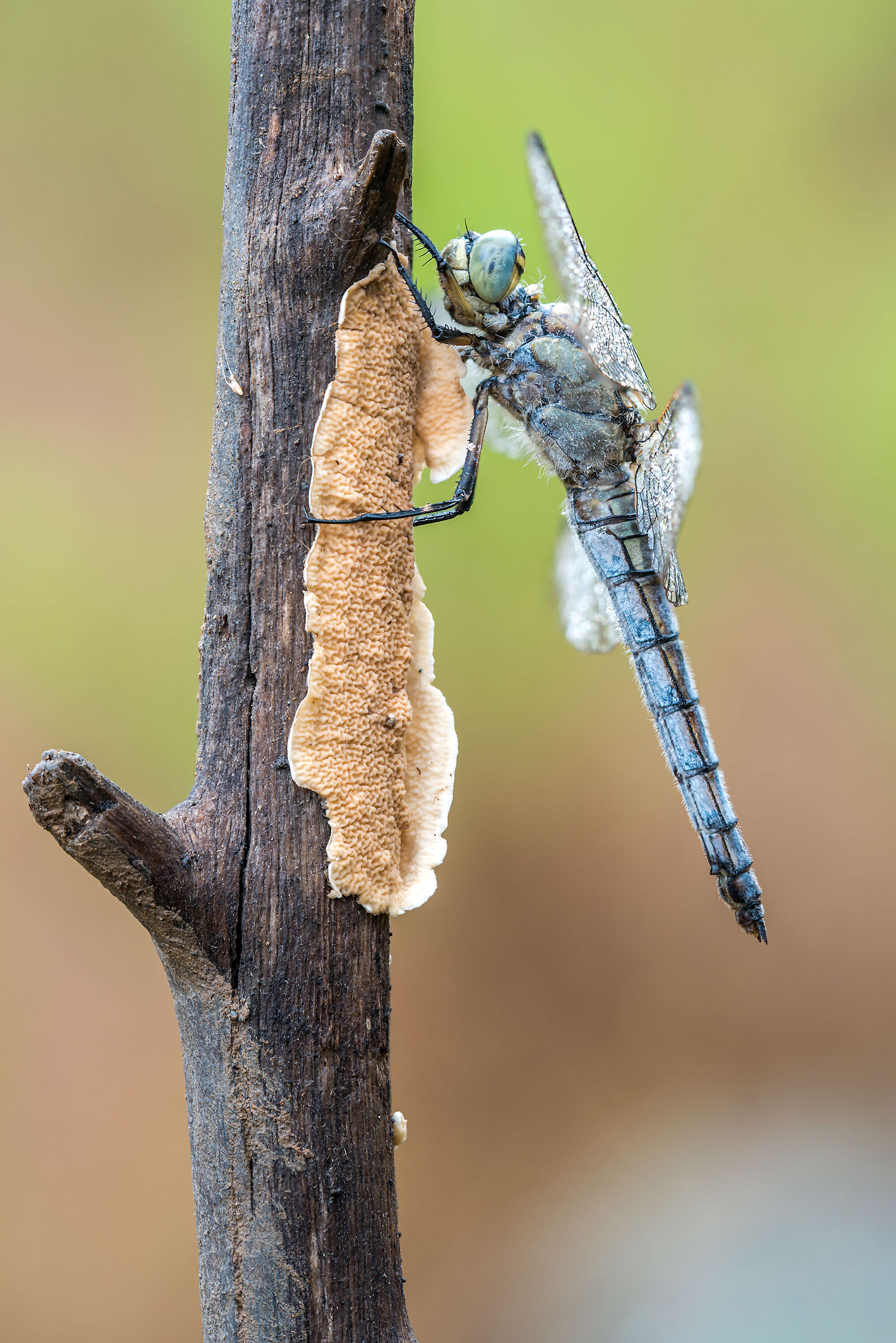 Orthetrum cancellatum