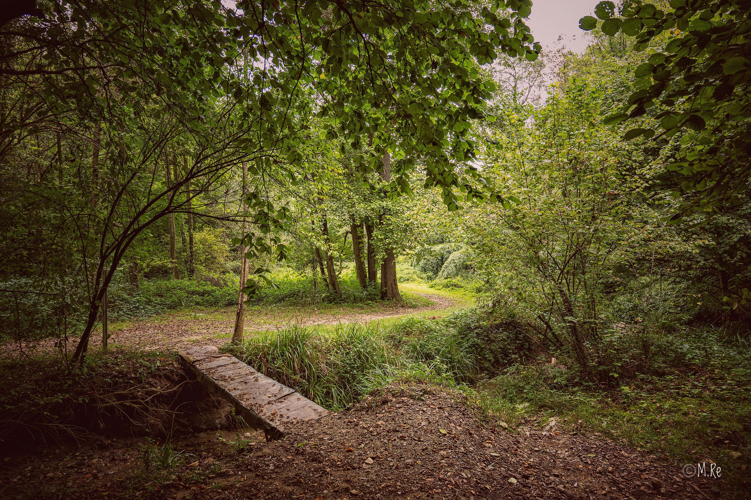 Ponticello nel bosco