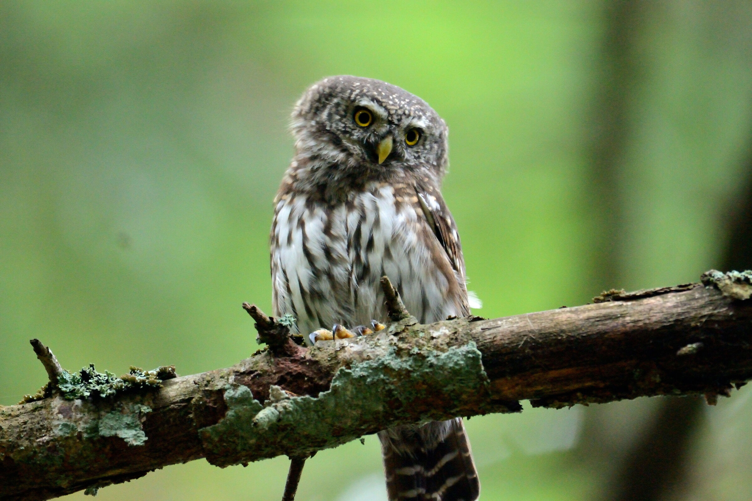 Nanetta (Glaucidium passerinum)
