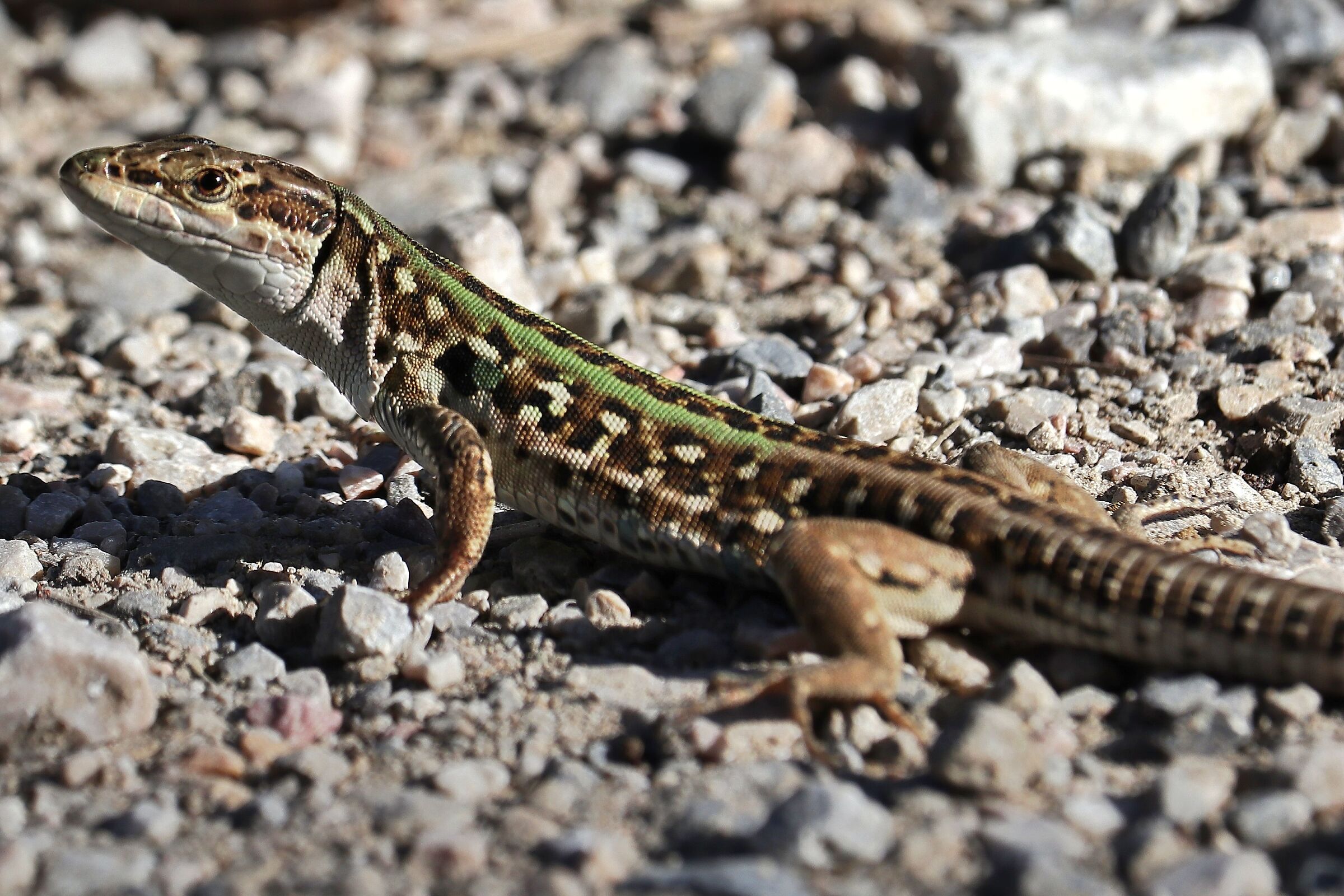 Fissandomi immobile...