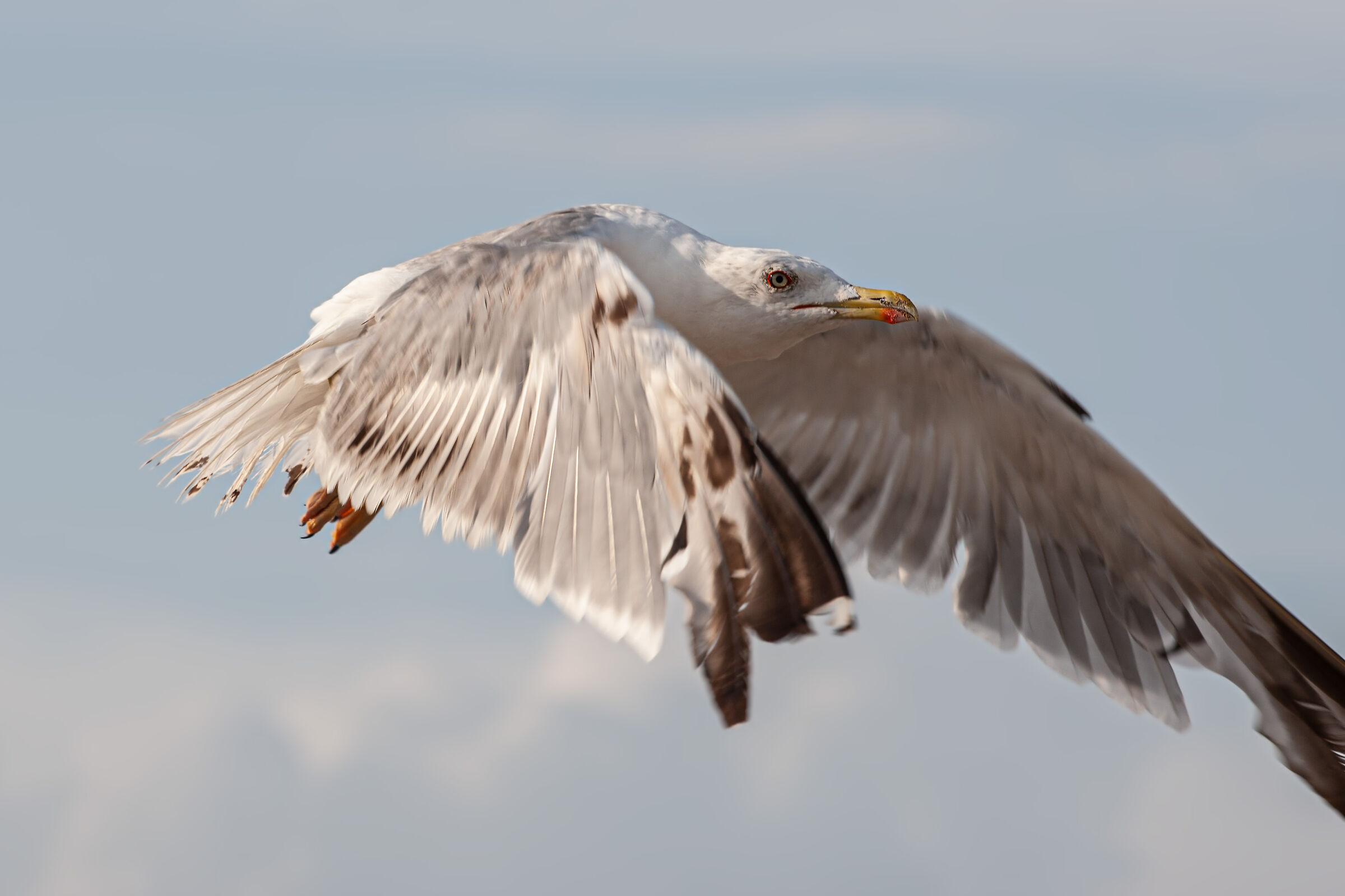 HERRING GULL