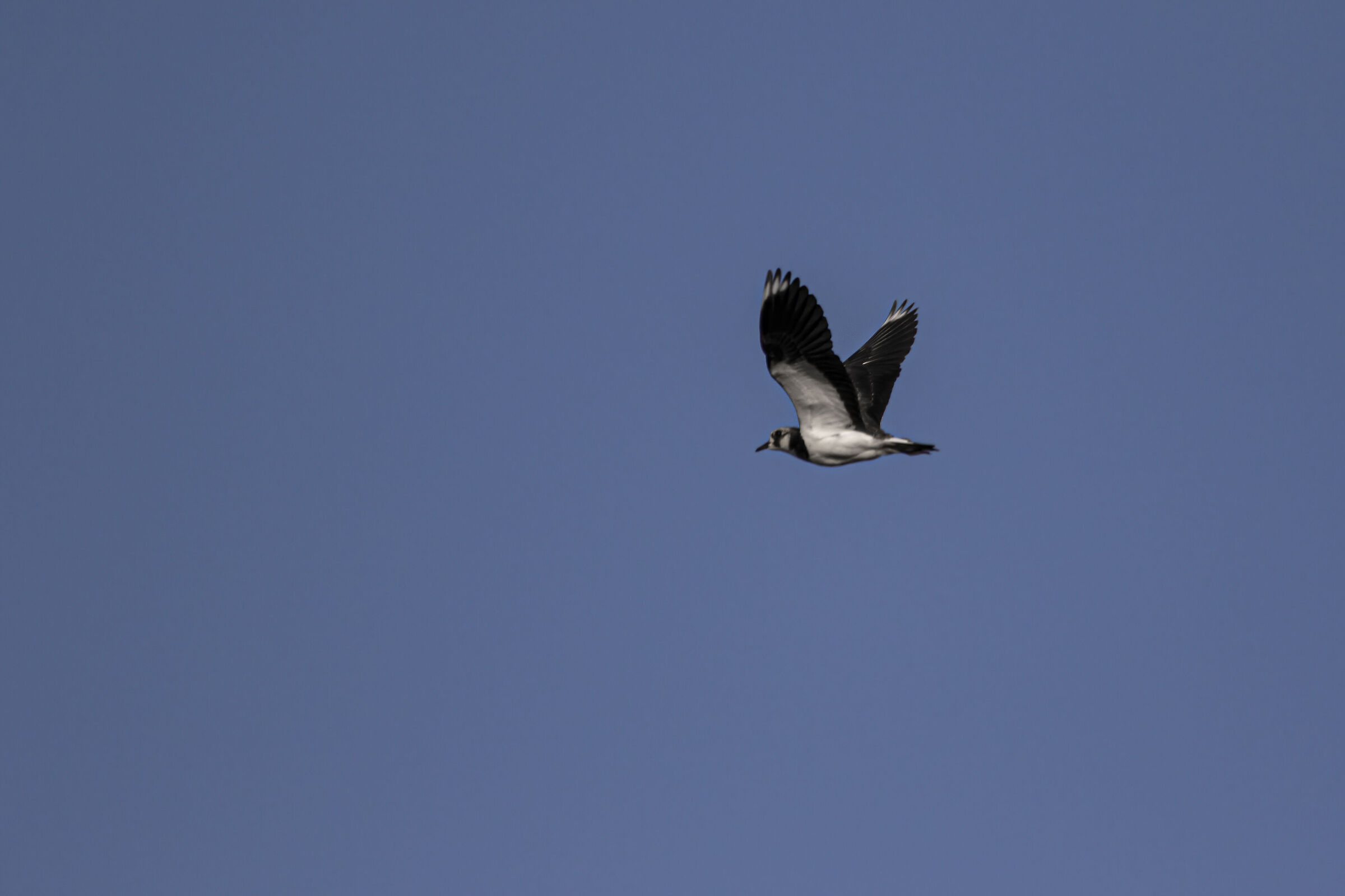 Lapwing