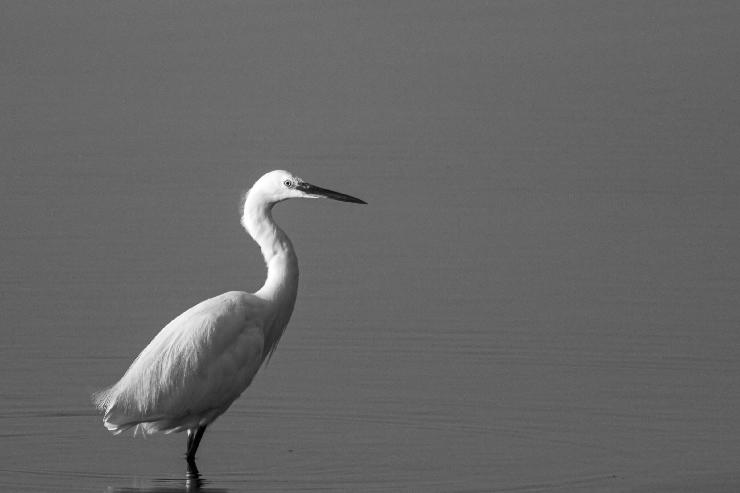 EGRET