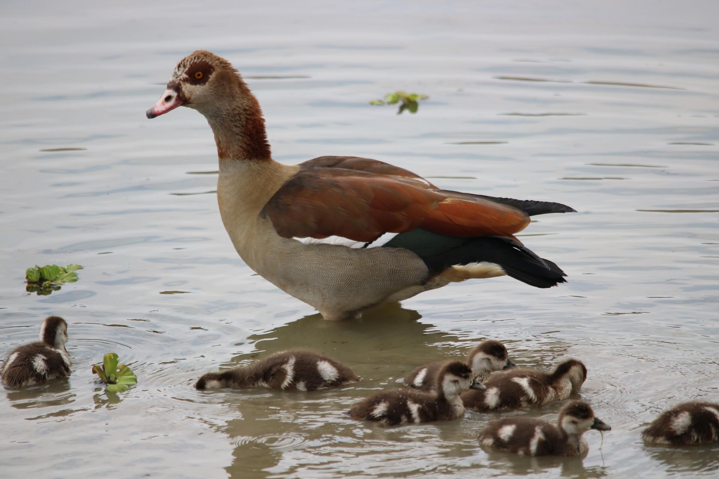 Egyptian Goose