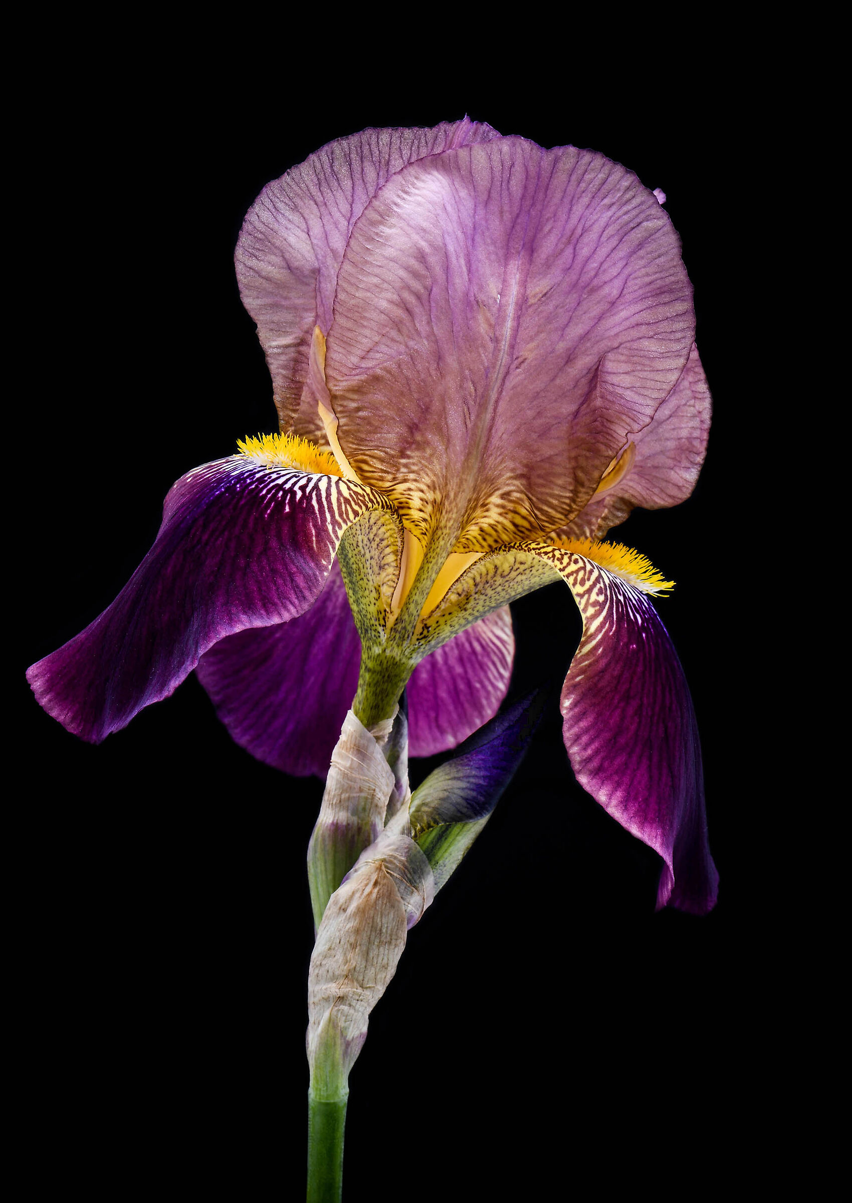 Iris.