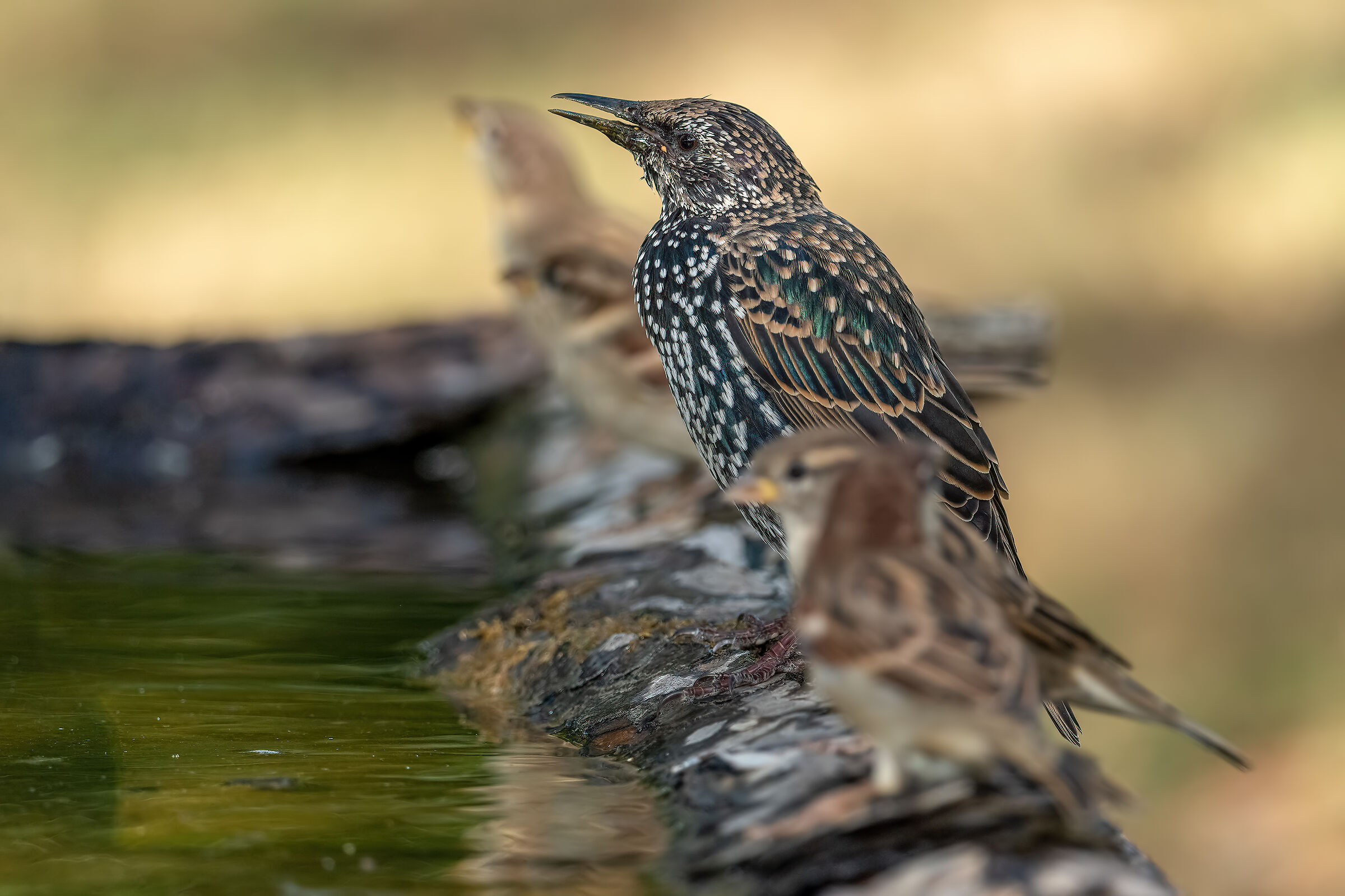 Una bevuta con gli amici