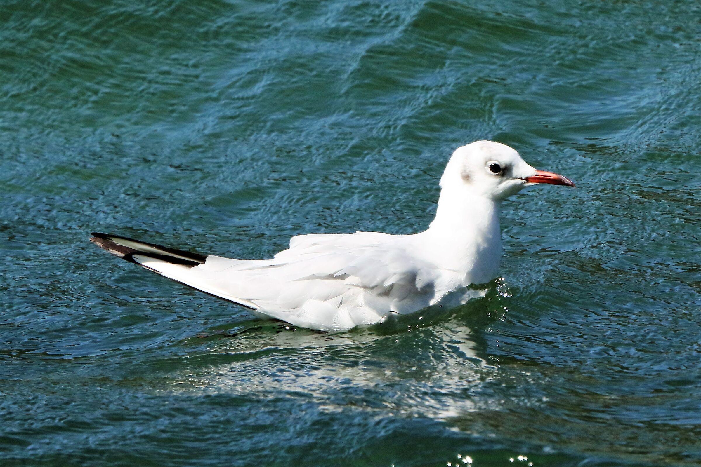 Land gull