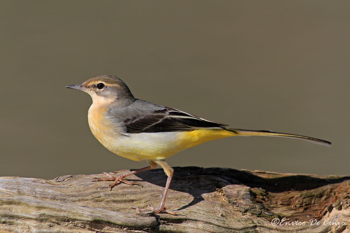 Wagtail