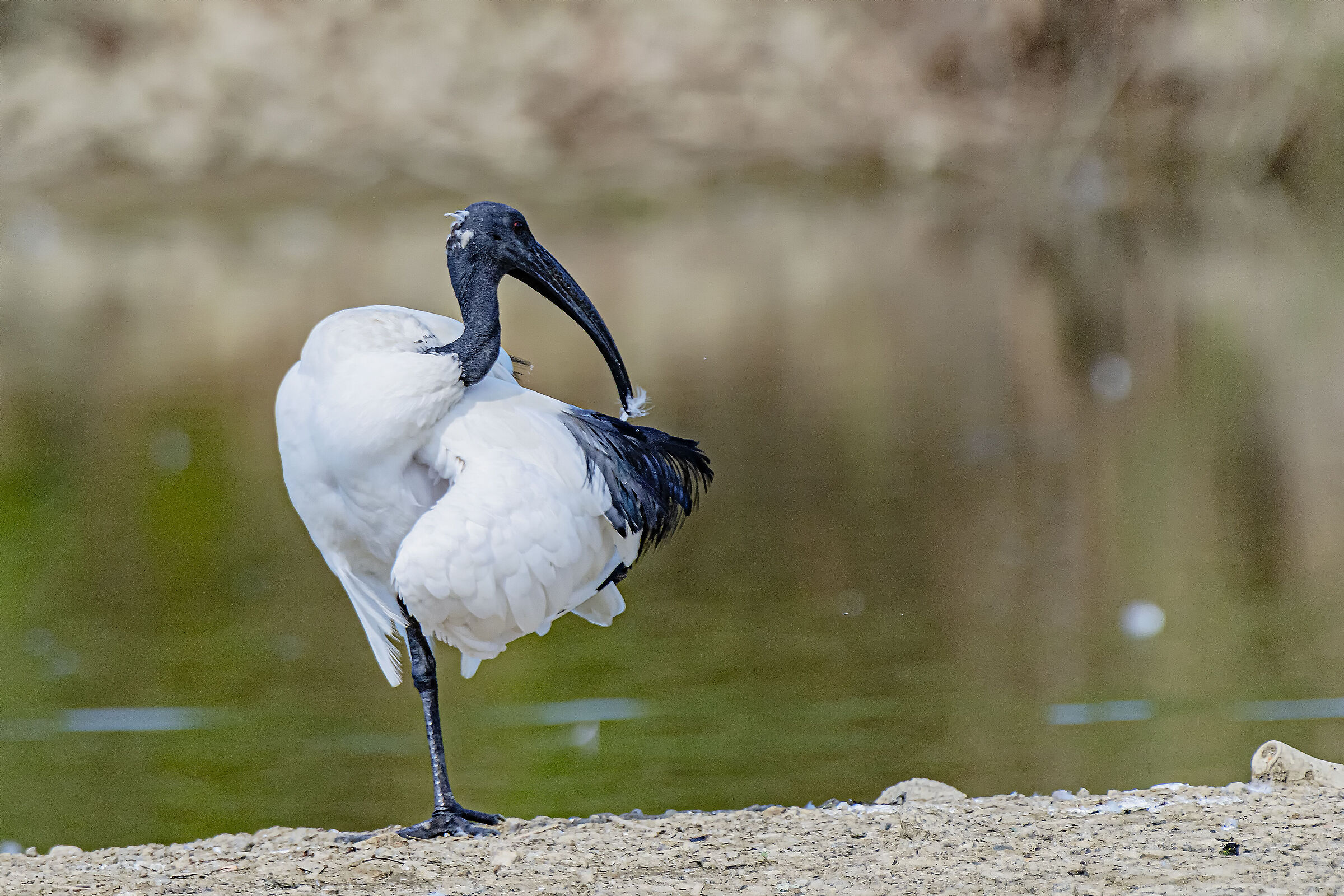 Sacred Ibis
