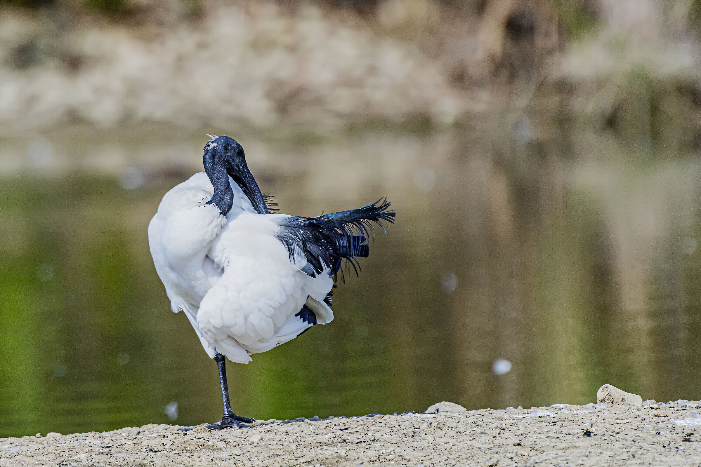 Ibis Sacred Plumage Care