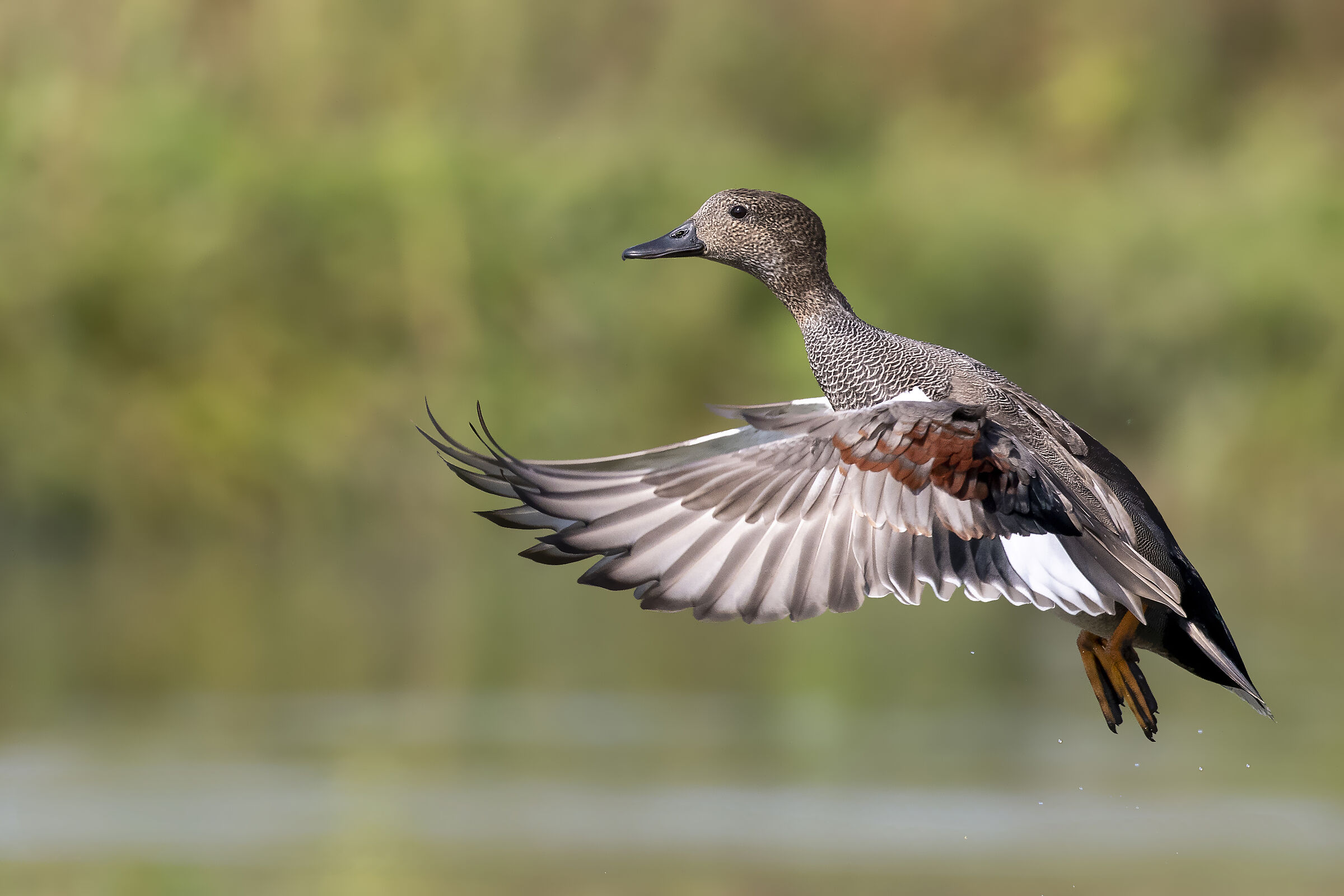 gadwall