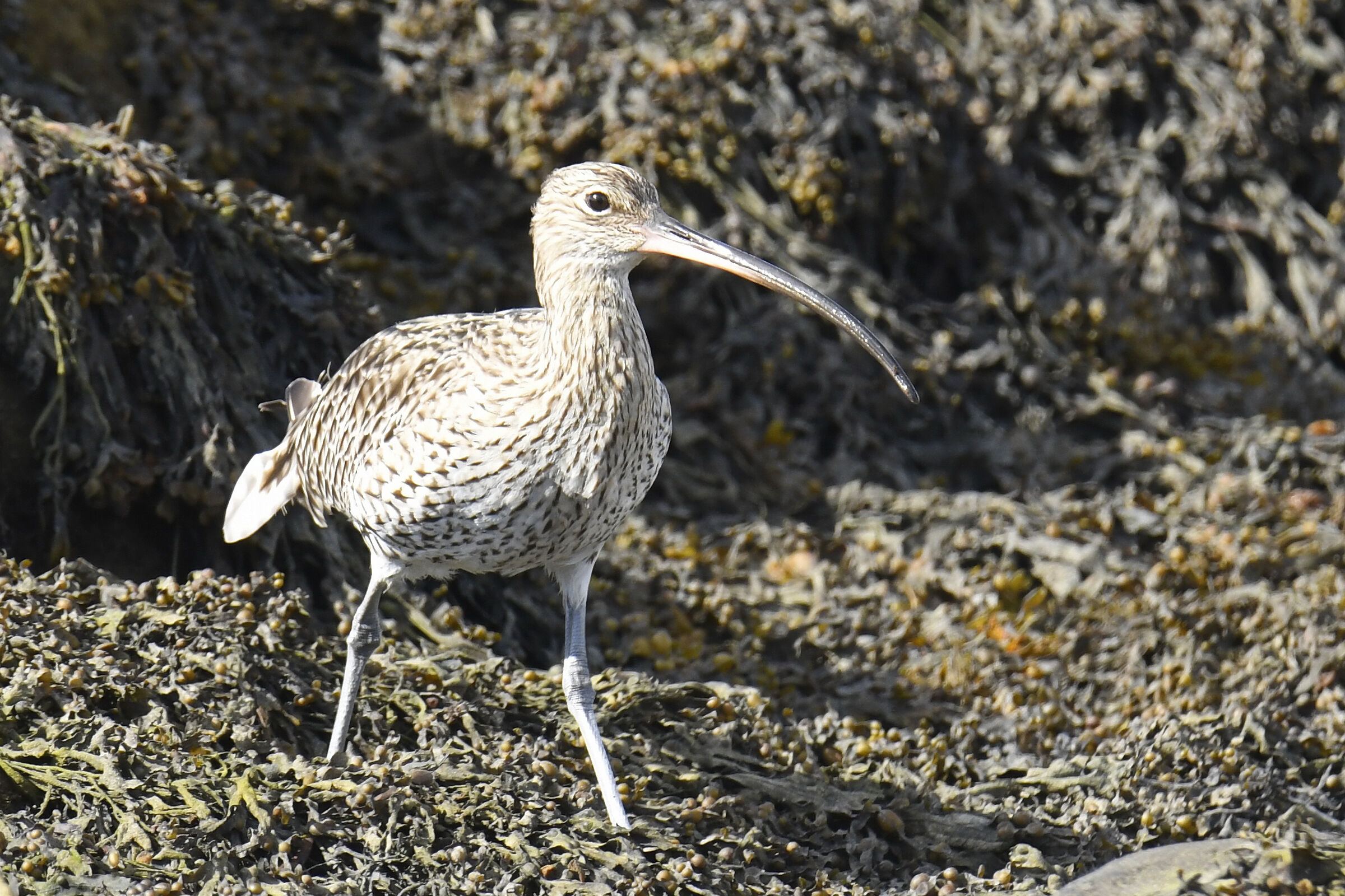 Chiurlo maggiore (Euroasian Curlew)