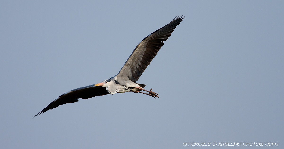 Volteggiando sull oasi