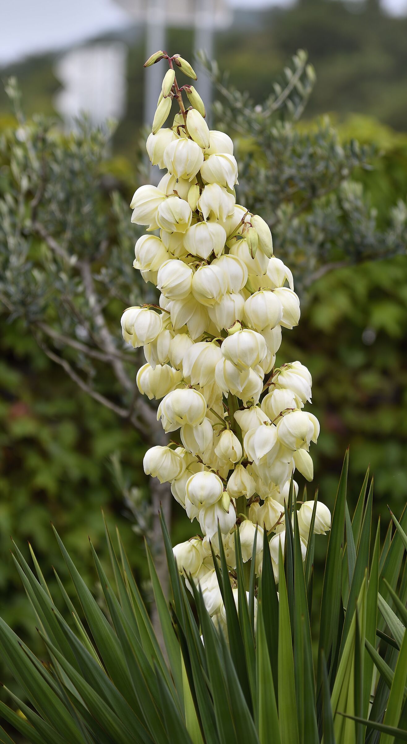 Blooms every seven years