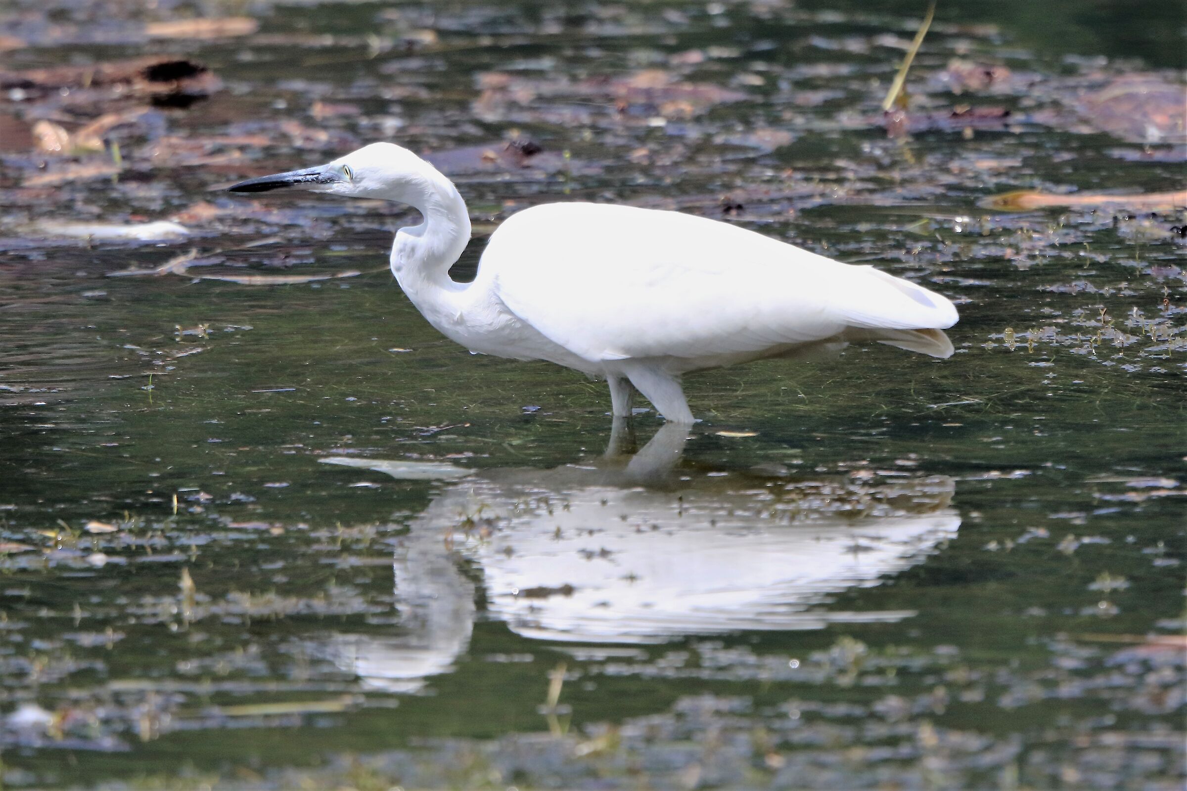 Egret