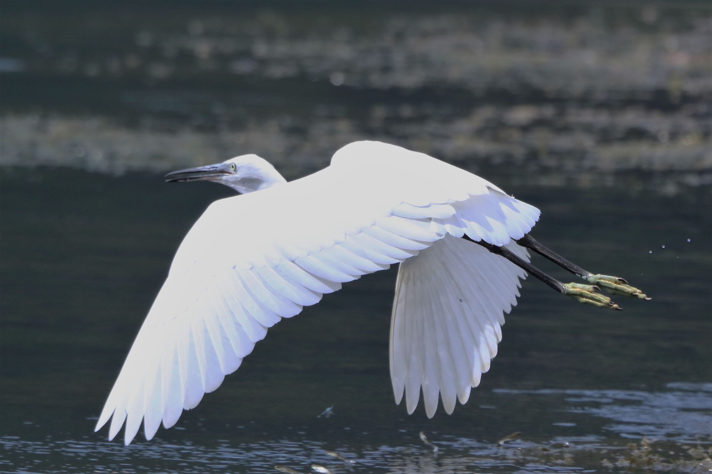 Egret