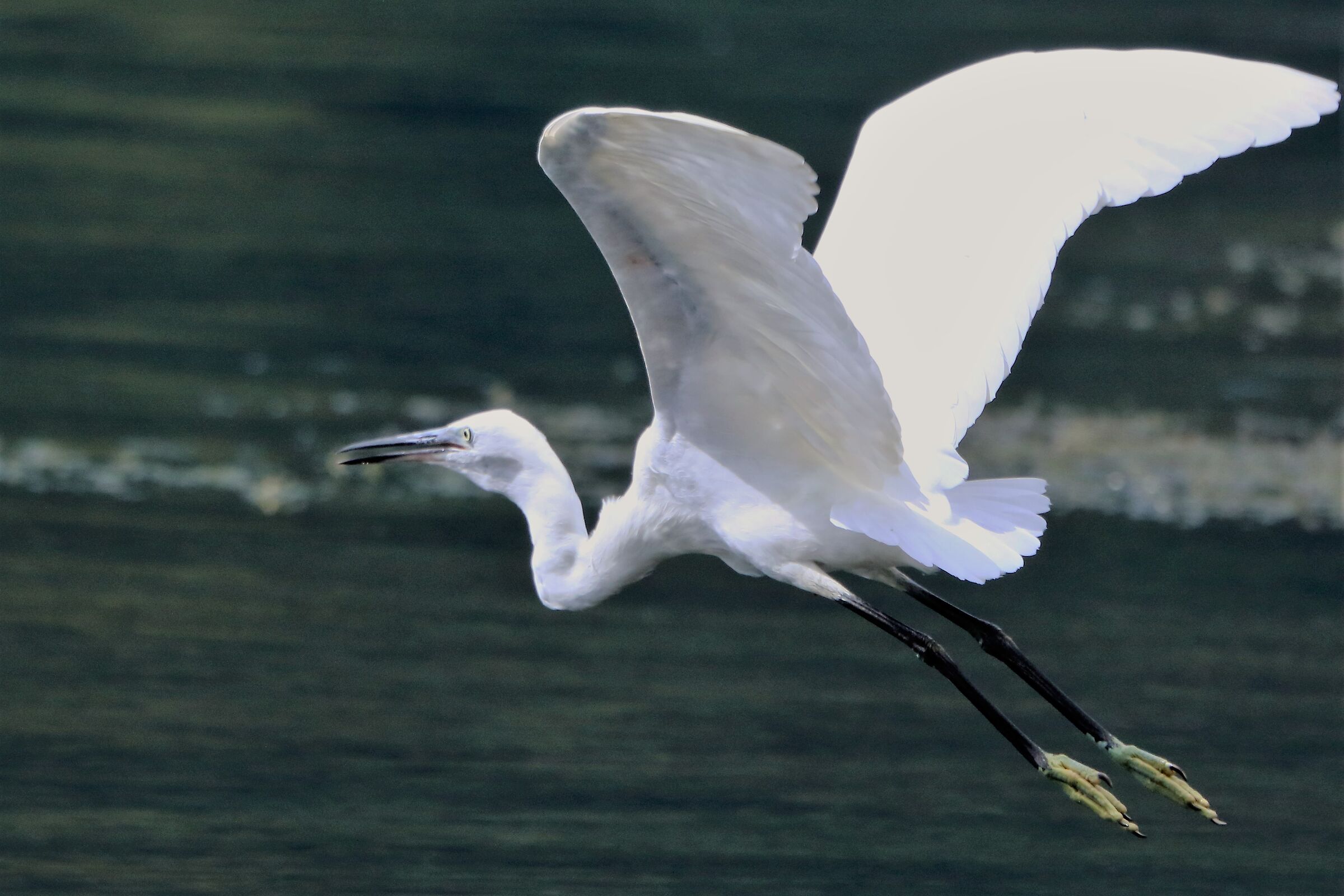 Egret