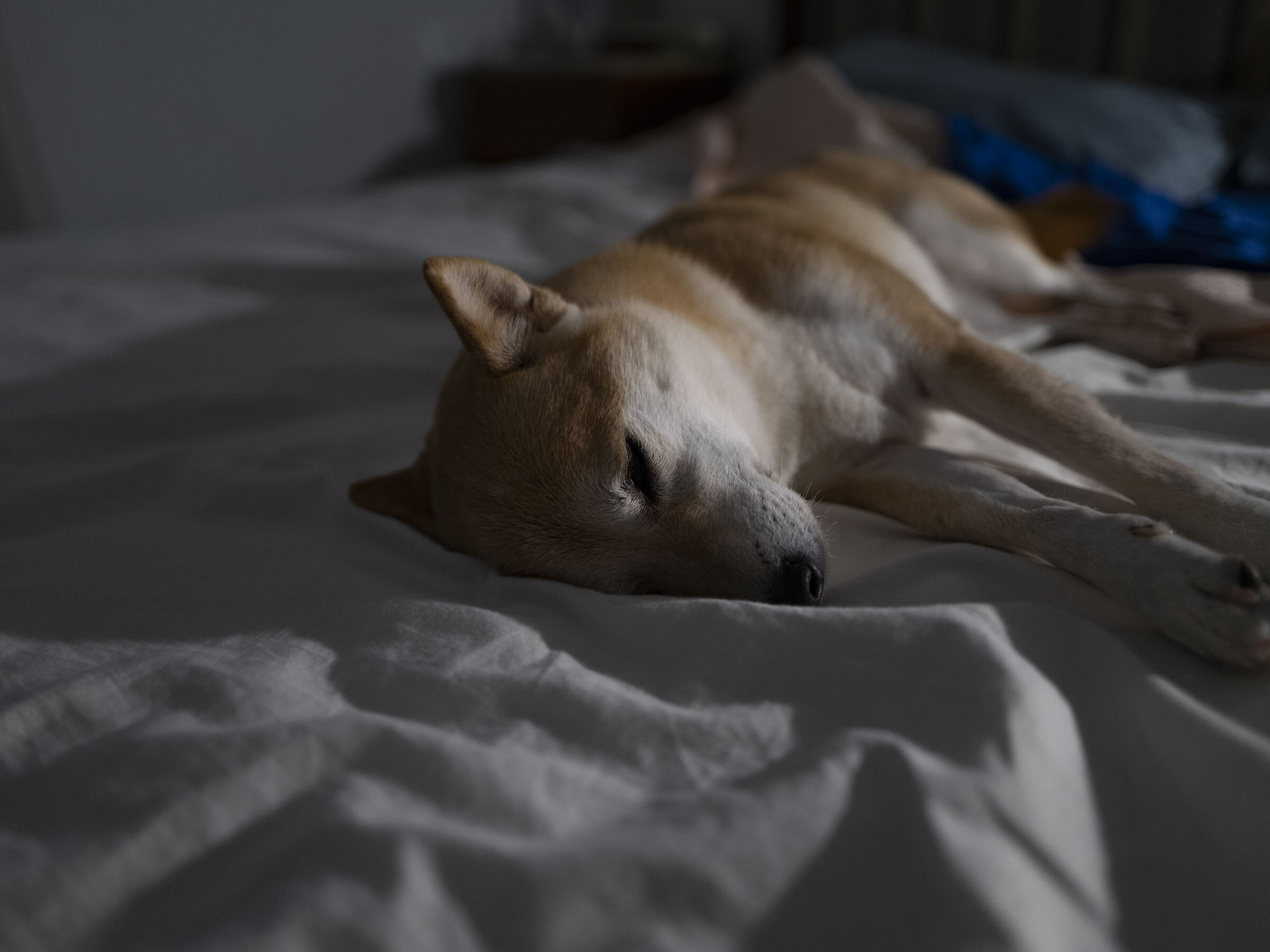 sto riposando... non mi disturbate 1