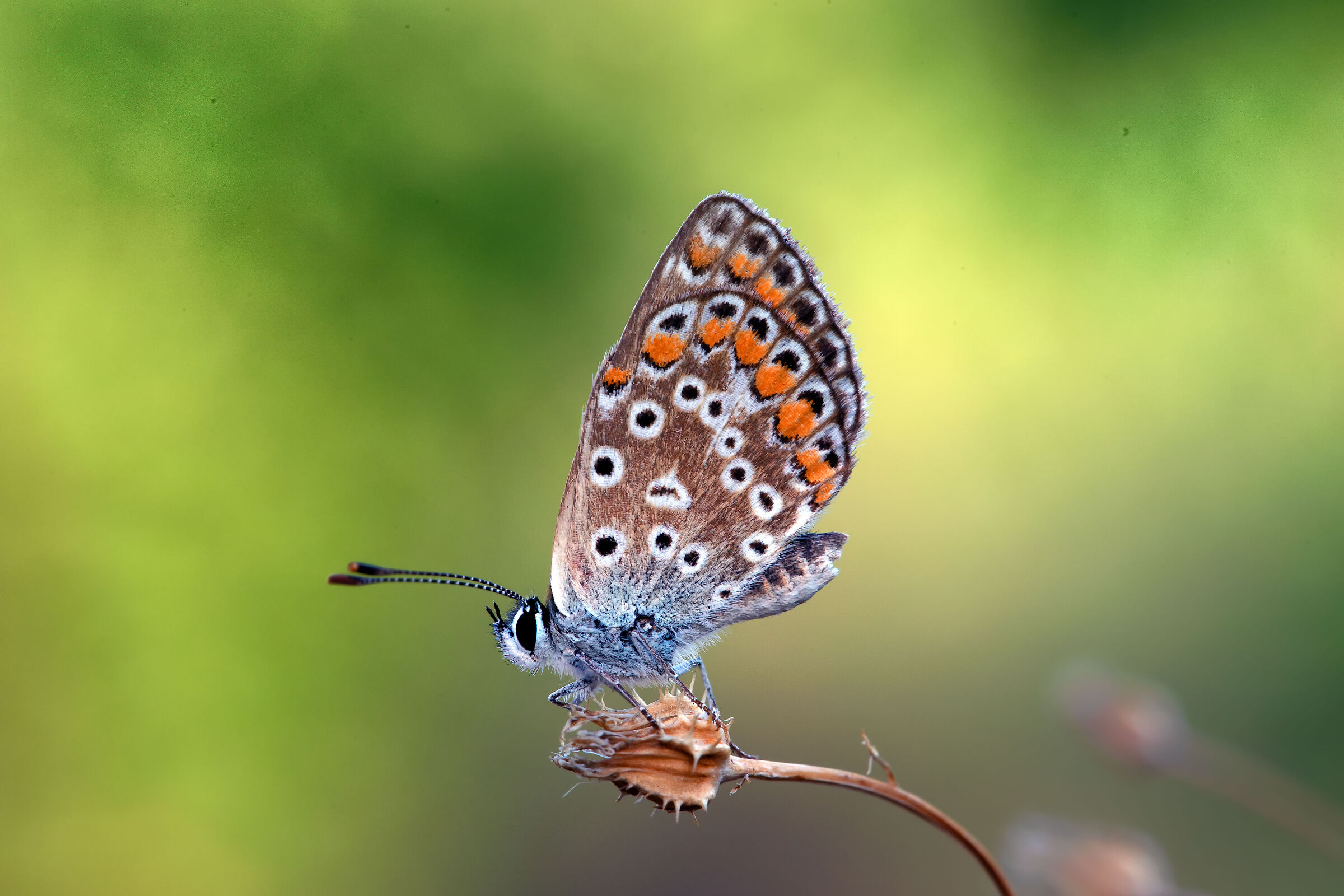 Polyommatus icarus