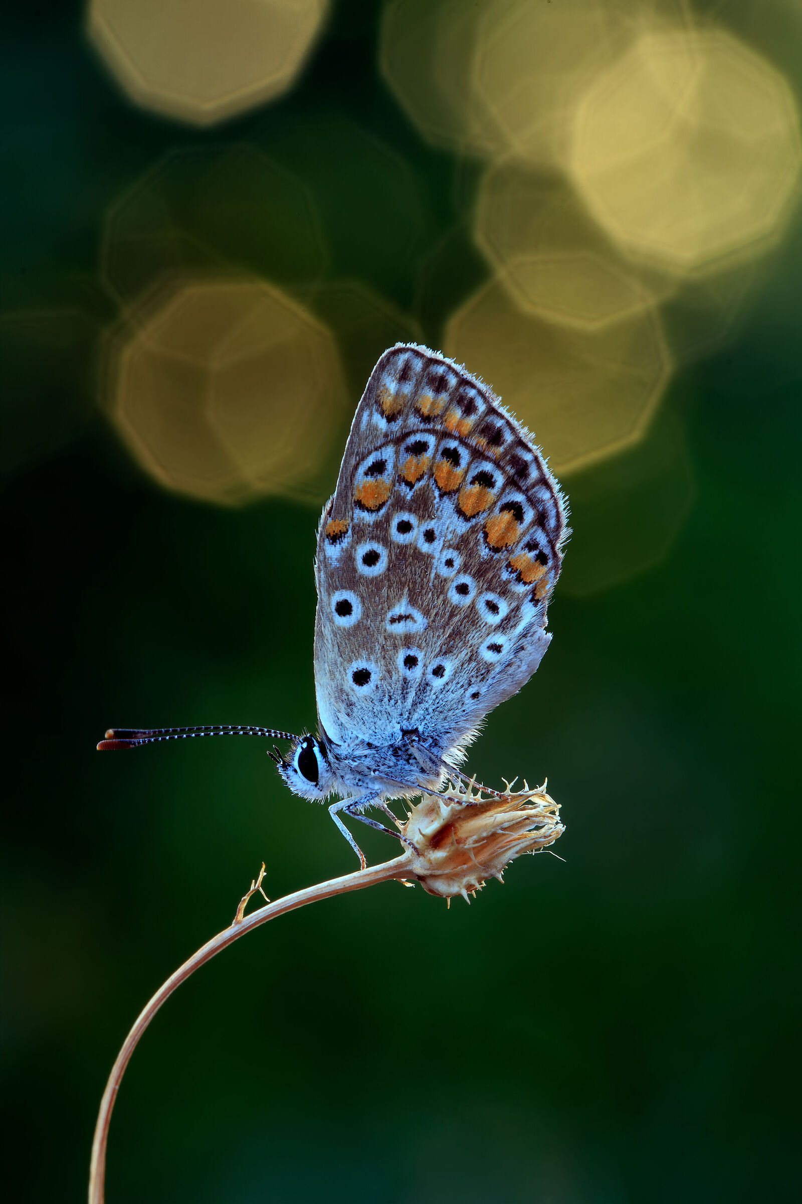 Polyommatus icarus