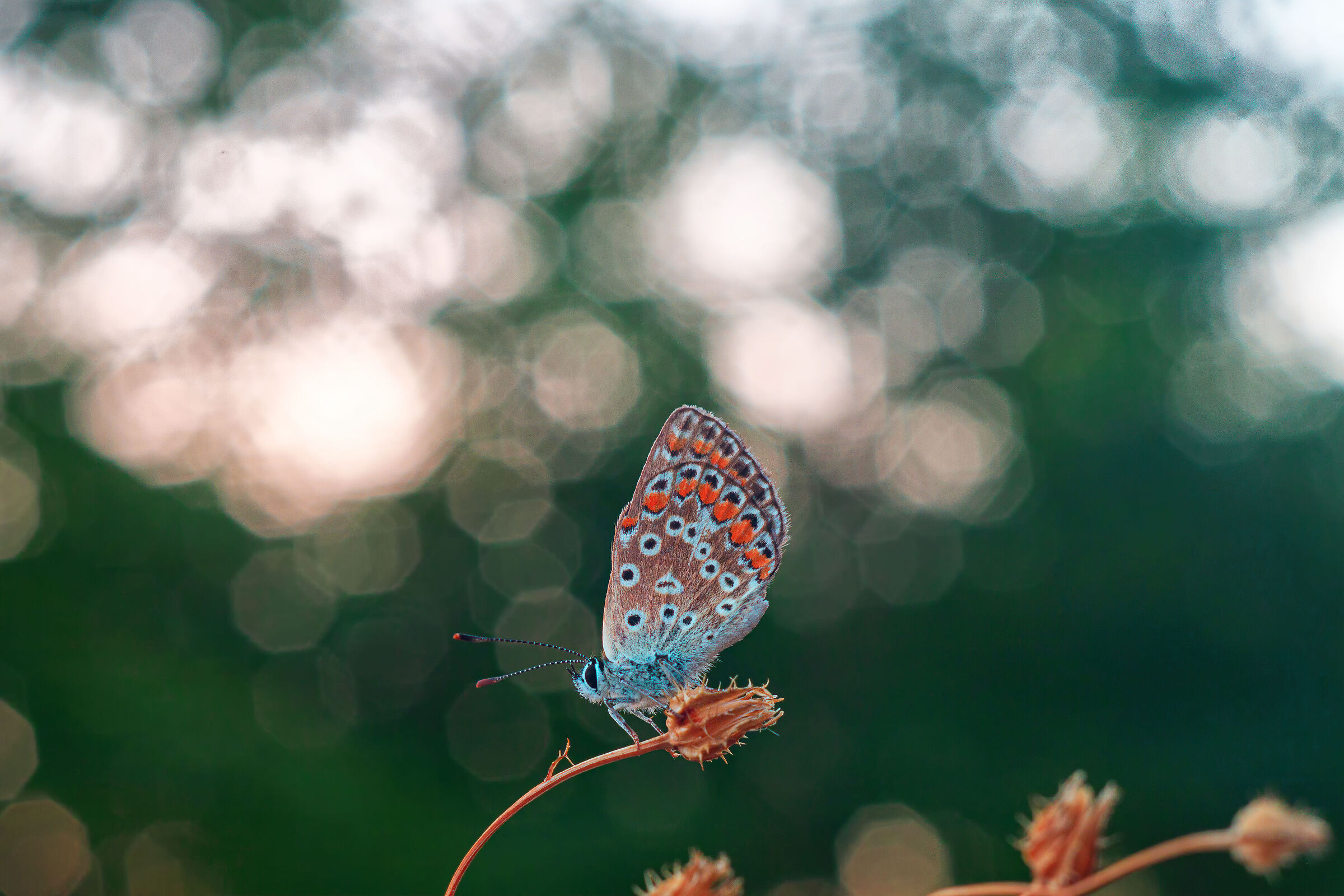 Polyommatus icarus
