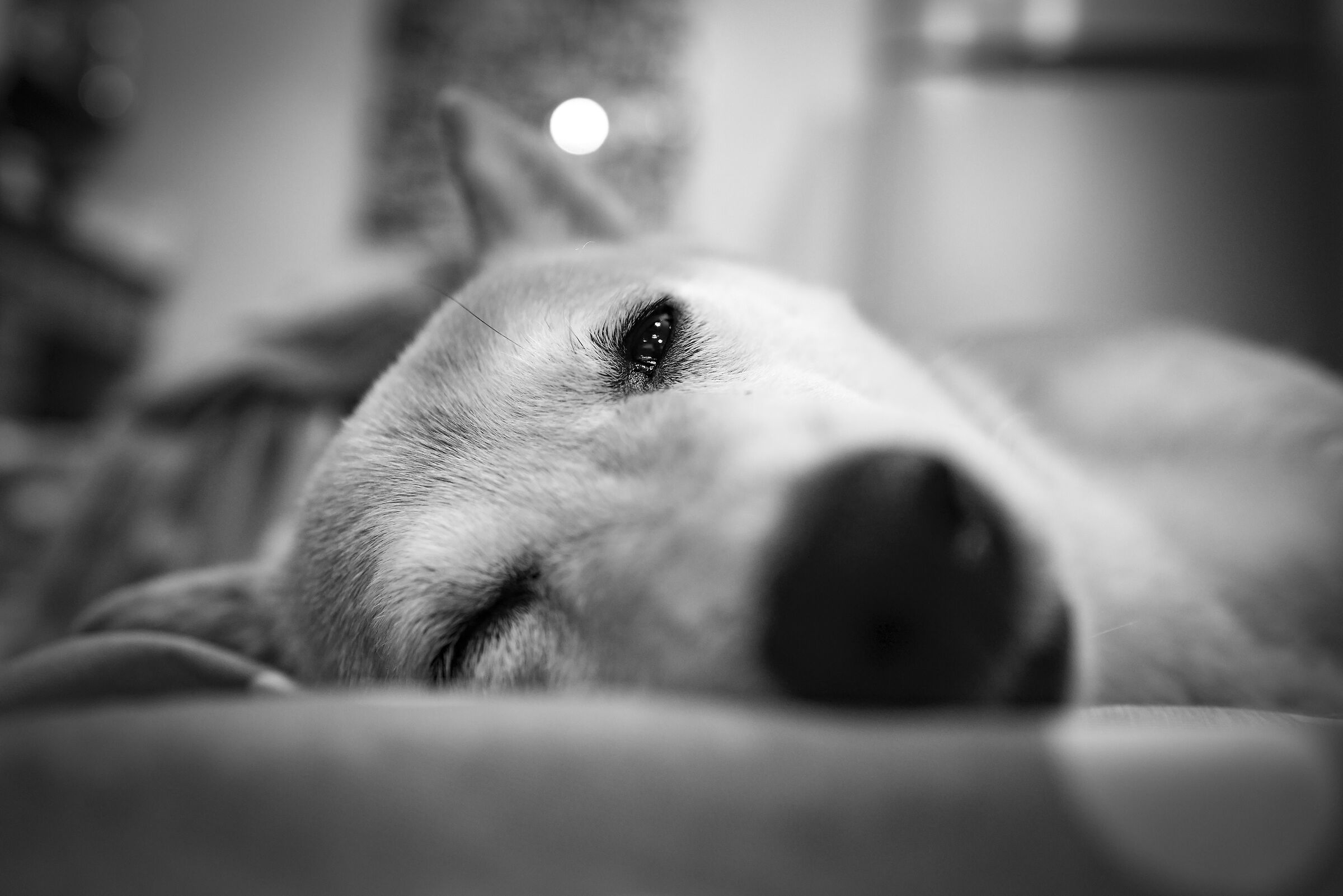 sto riposando... non mi disturbate 4