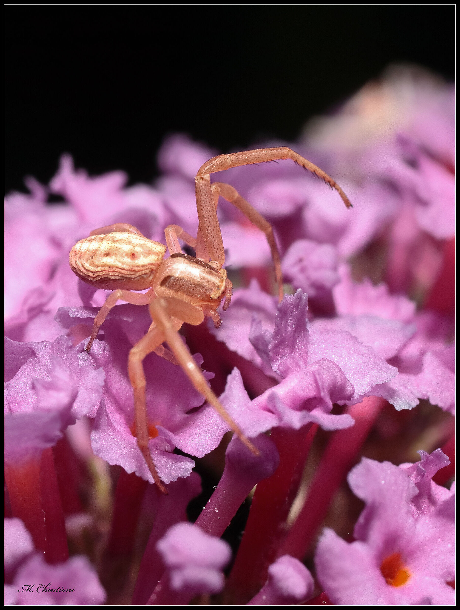 Spider (... seeking identification)