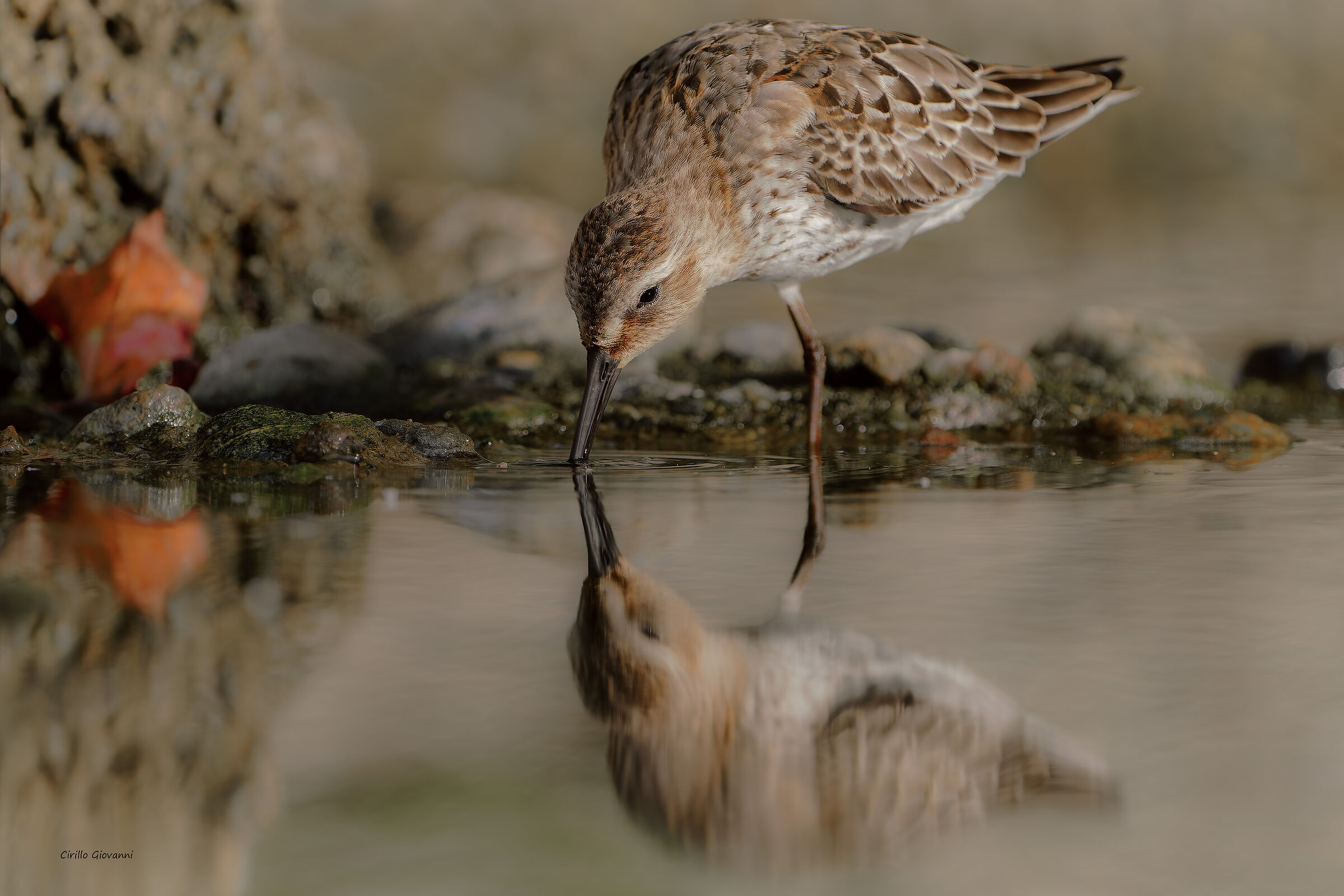 Dunlin