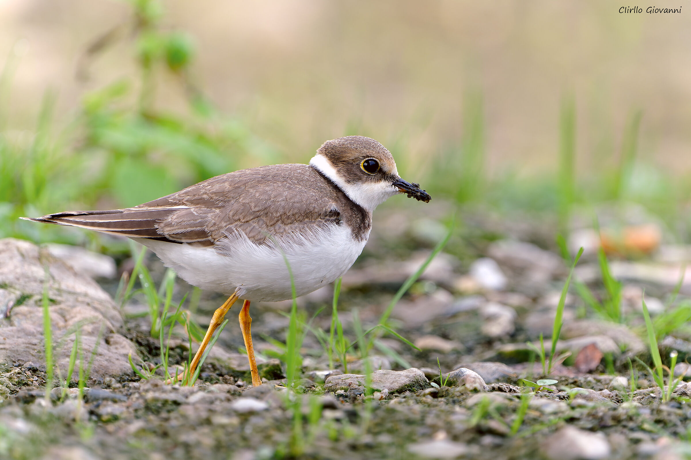 Little ringed plover