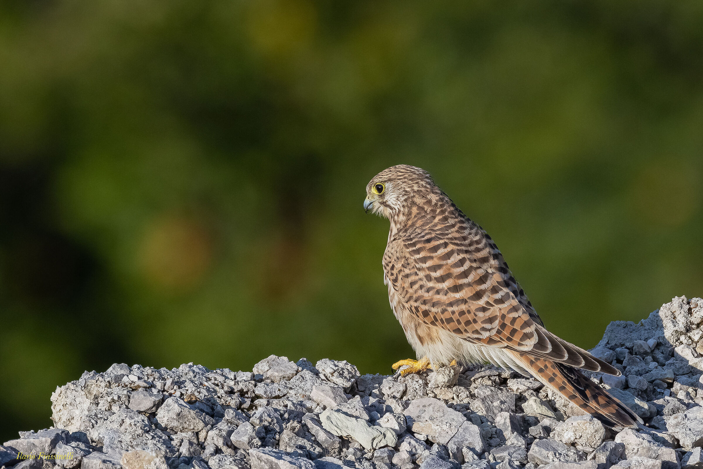 Controllo del territorio