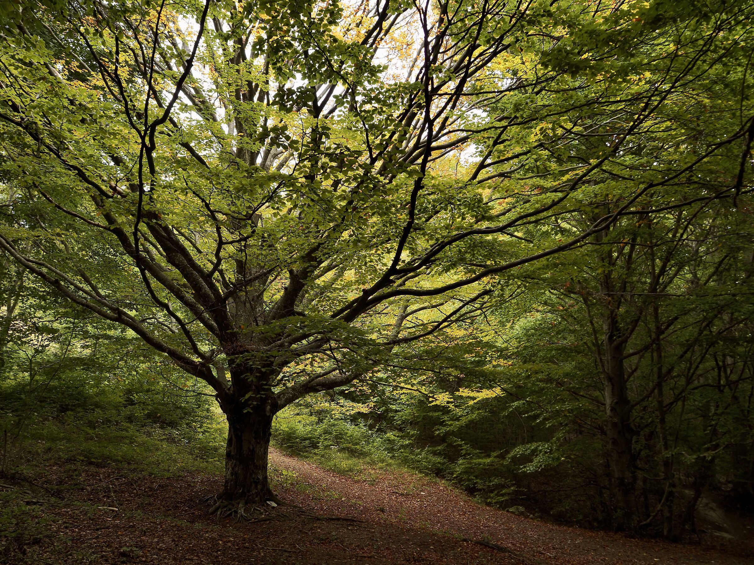 Nel bosco scende l'autunno