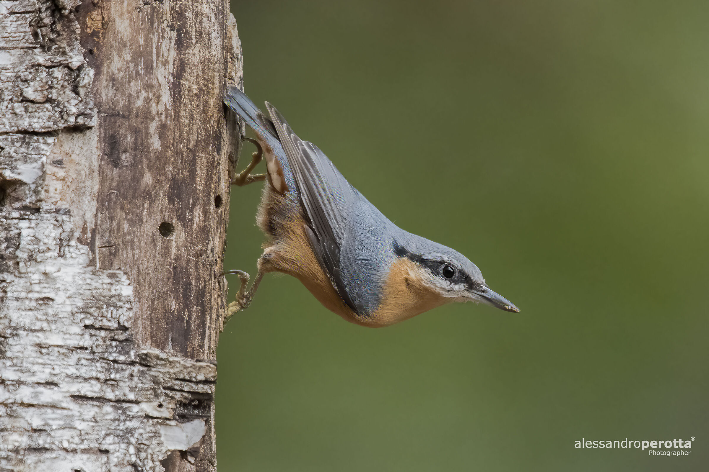 Sitta europaea