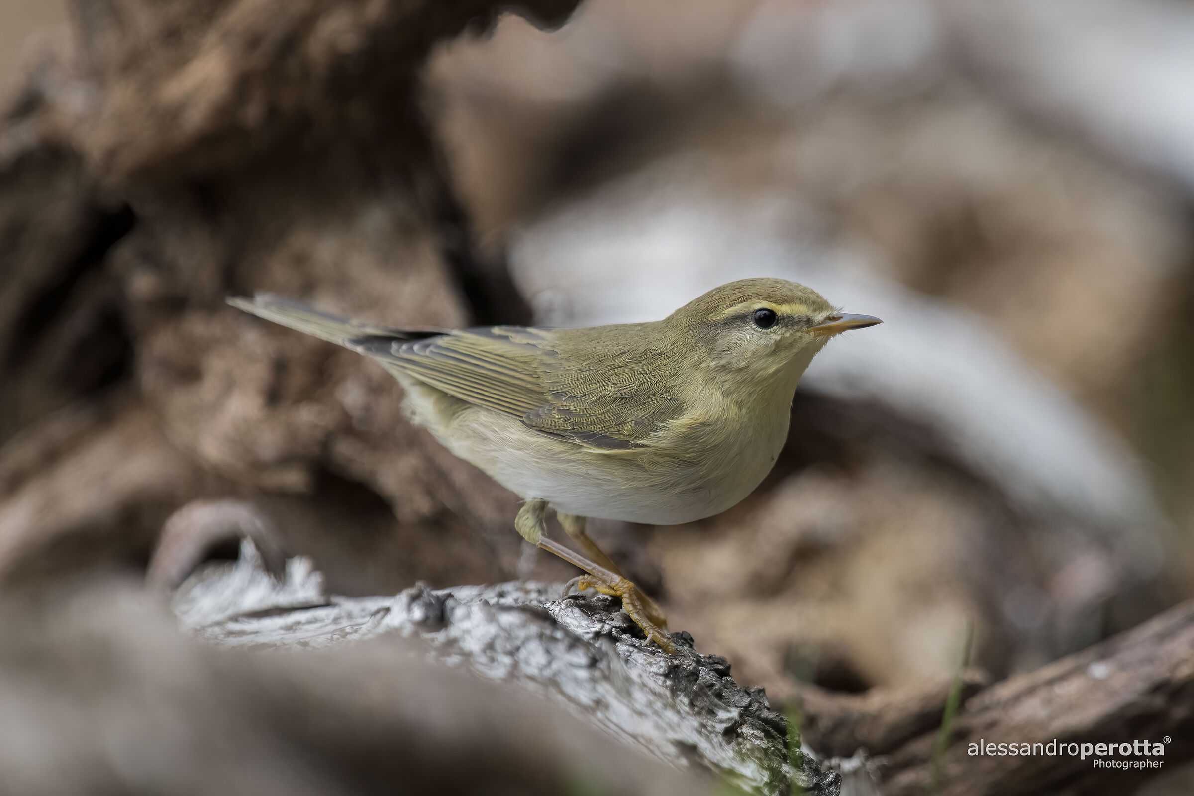Phylloscopus trochilus
