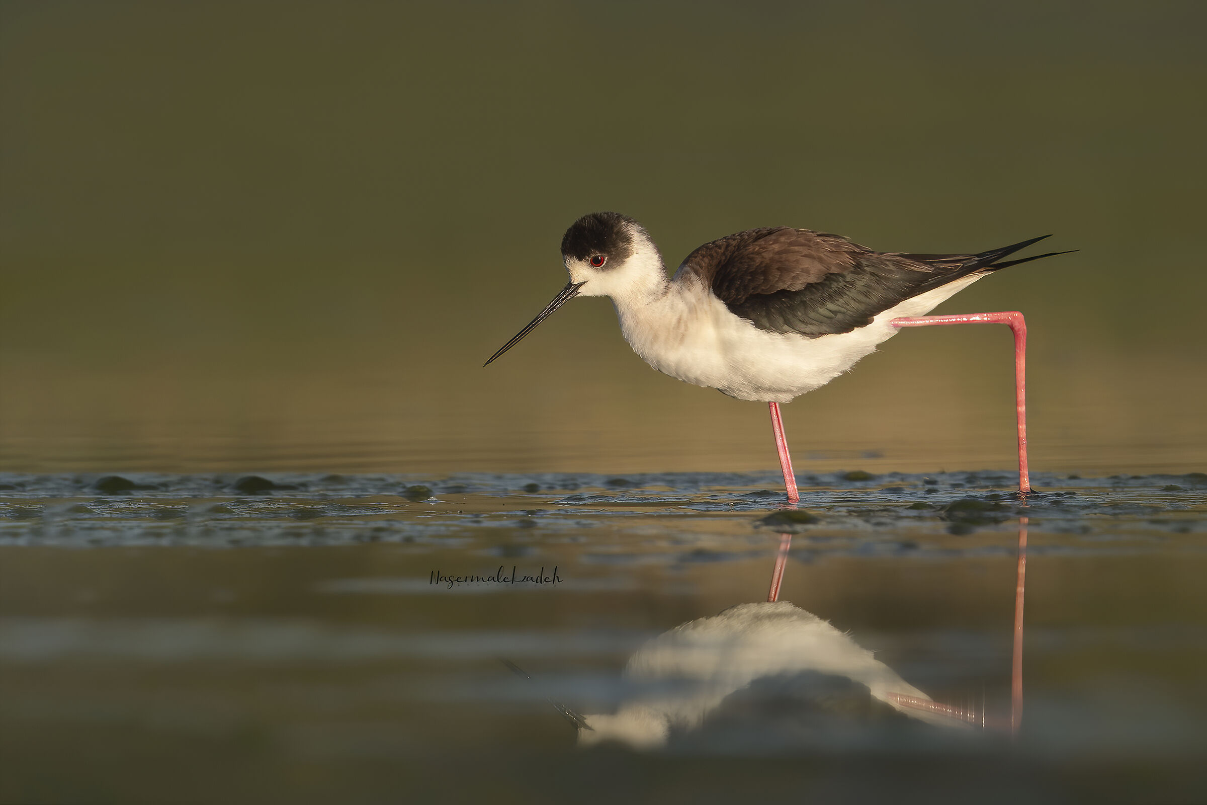 Black-winged Stilt