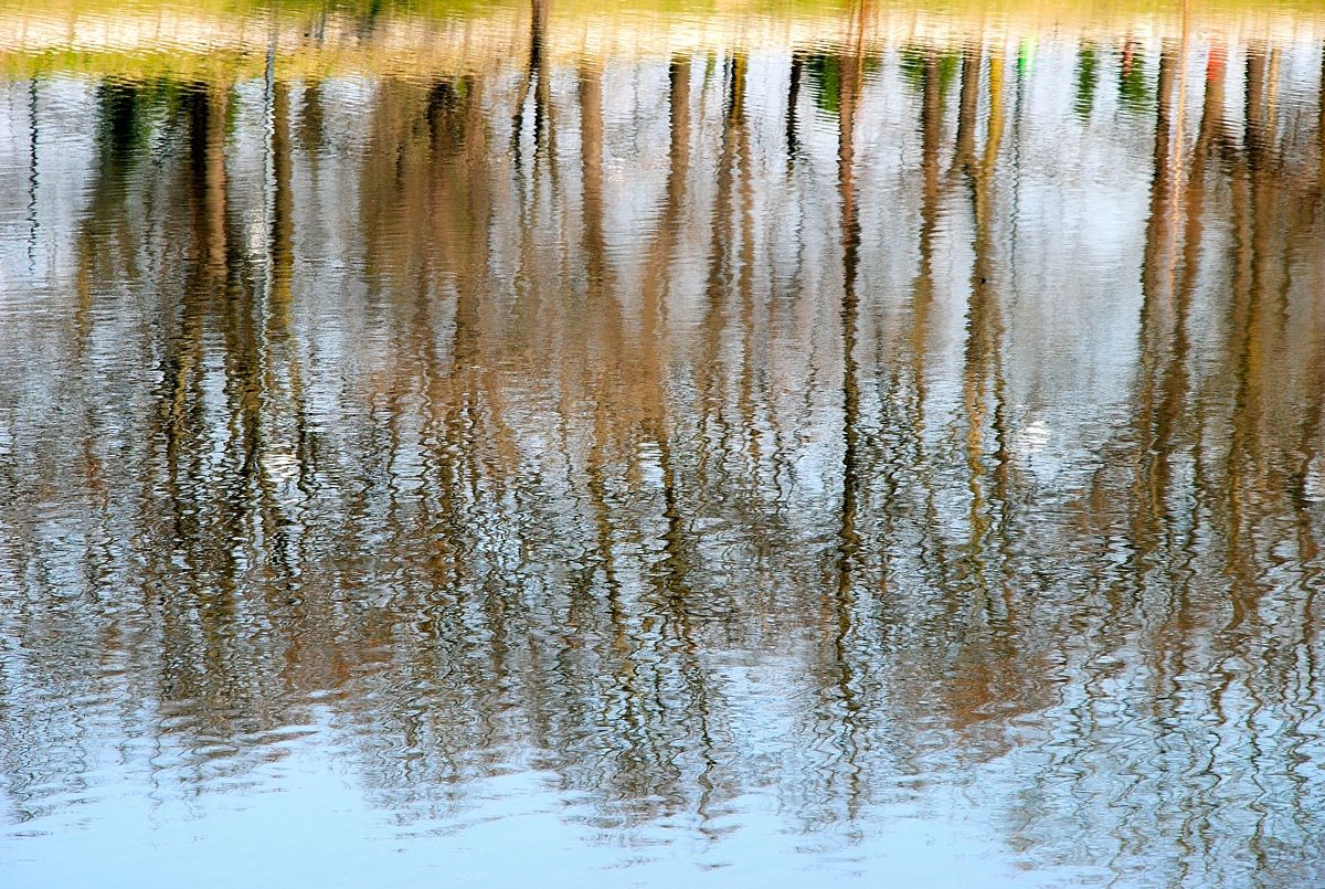 Alberi riflessi