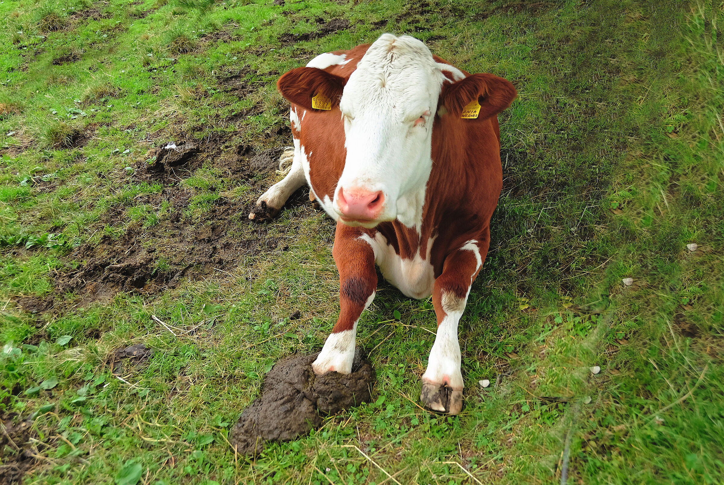 Mannaggia to sti dogs! You can no longer walk!