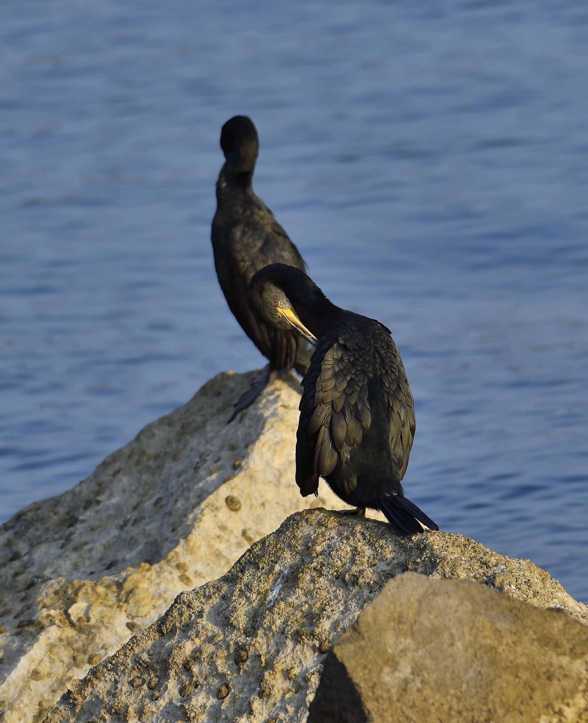 Still cormorants ...