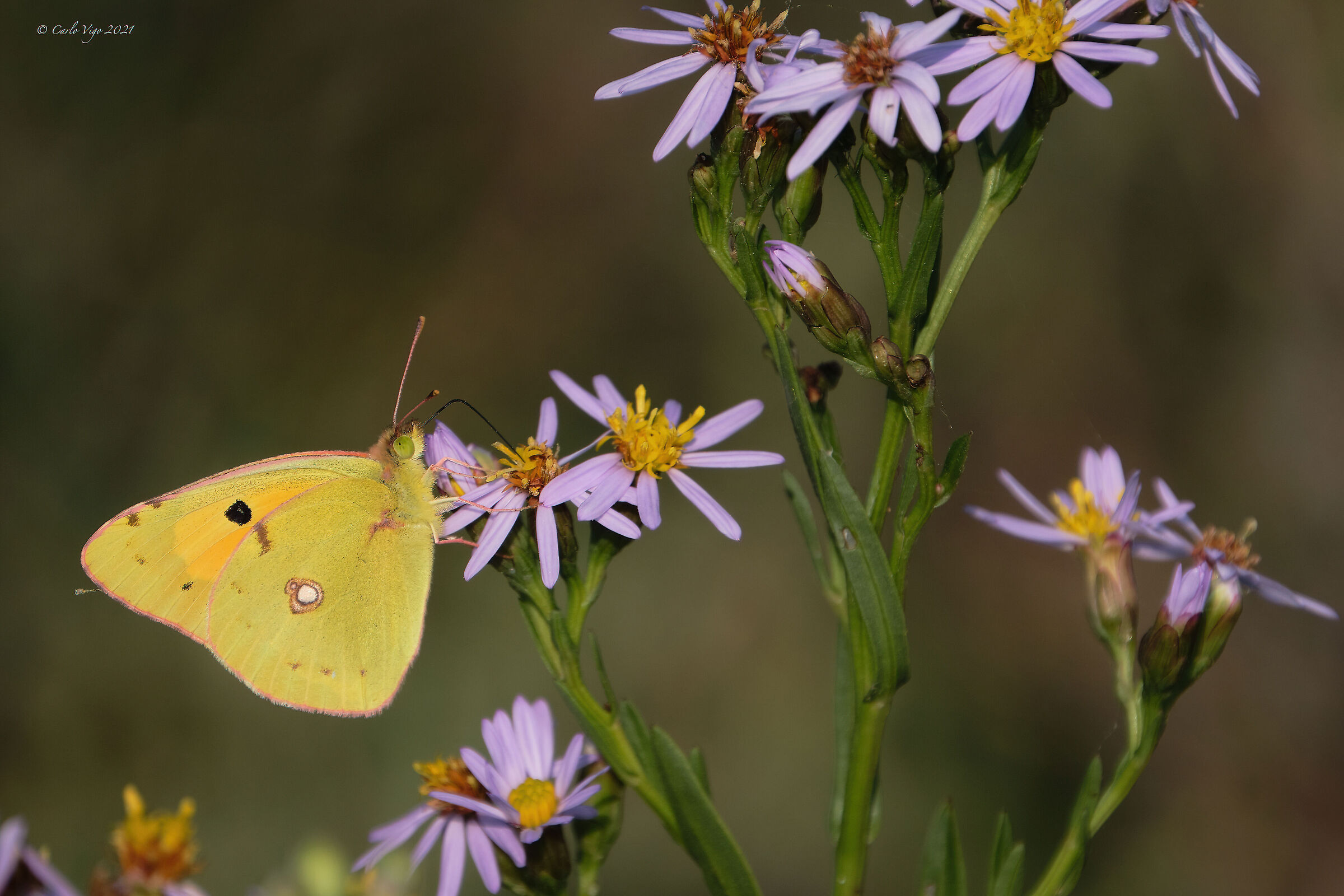 Colias crocea su Aster tripolium